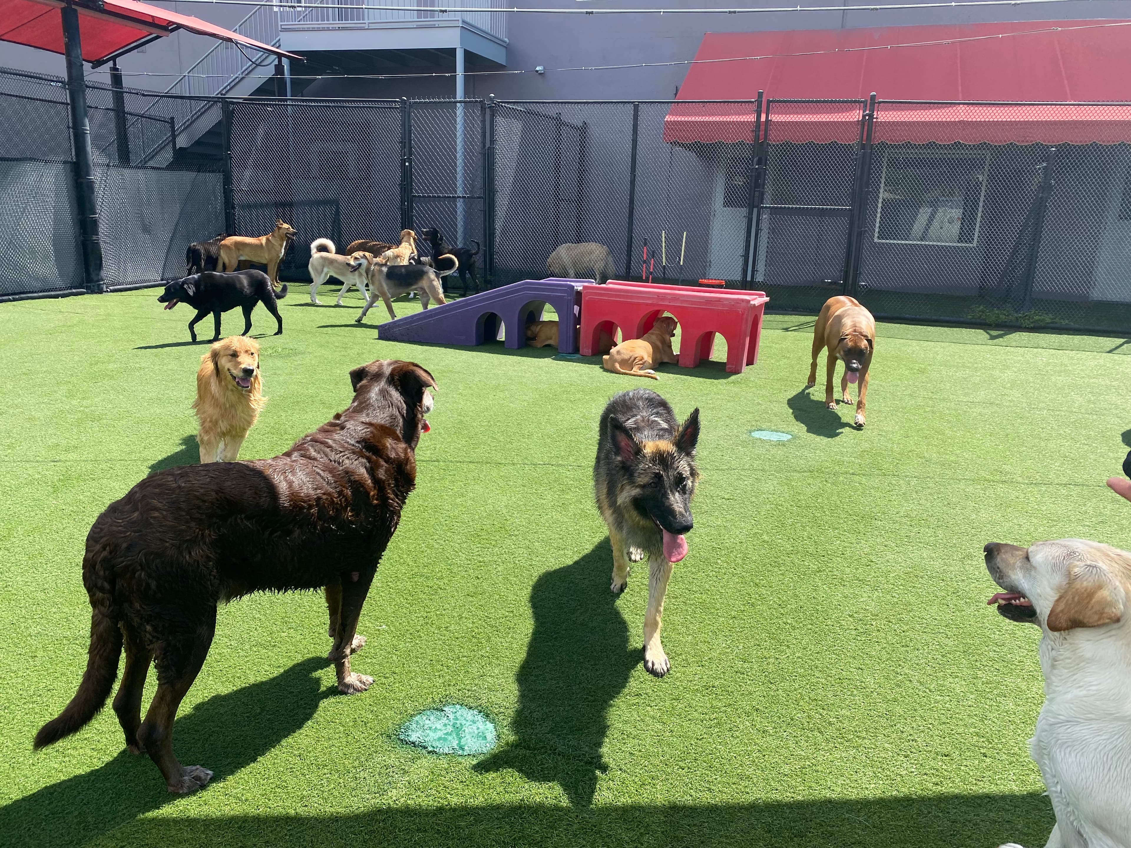 Bay Paws Pet Resort - Ybor City - Pet groomer in Tampa, FL