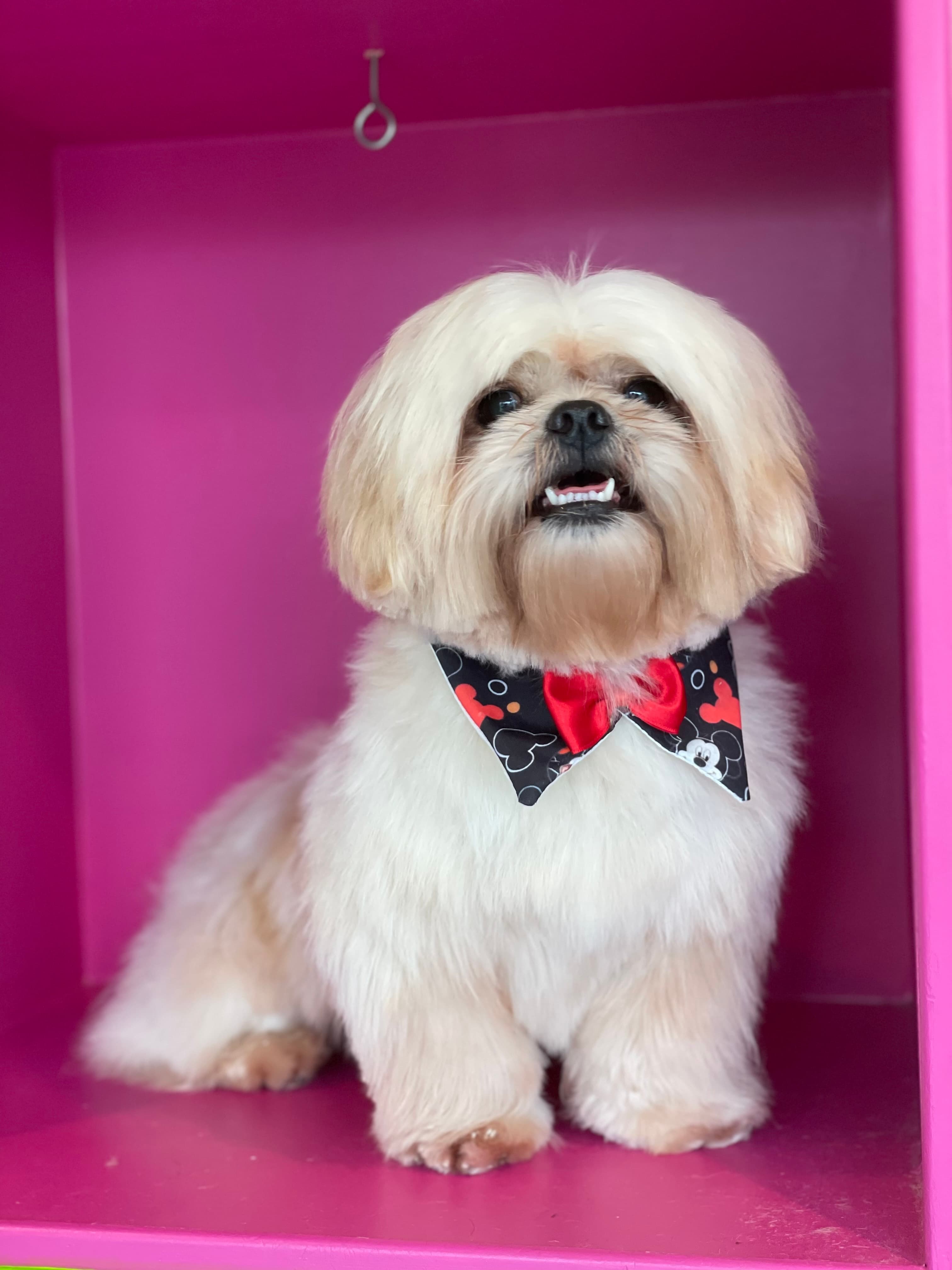 Tia Pet Care - Dog Grooming - Pet groomer in Philadelphia, PA