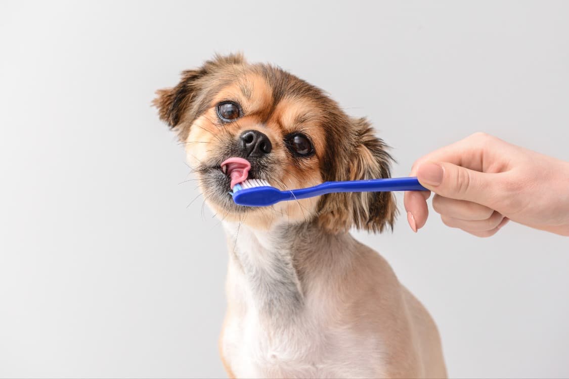 HealthySmiles Pet Dental - Pet groomer in Fort Lauderdale, FL