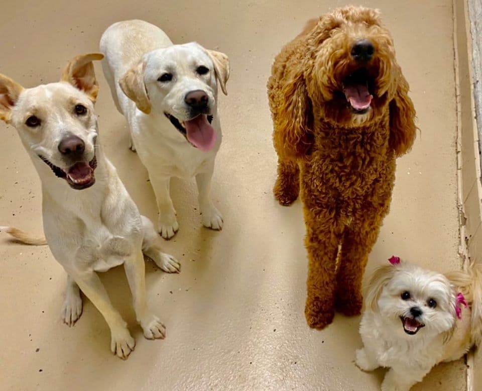 Scottsdale Pet Hotel - Pet groomer in Tempe, AZ