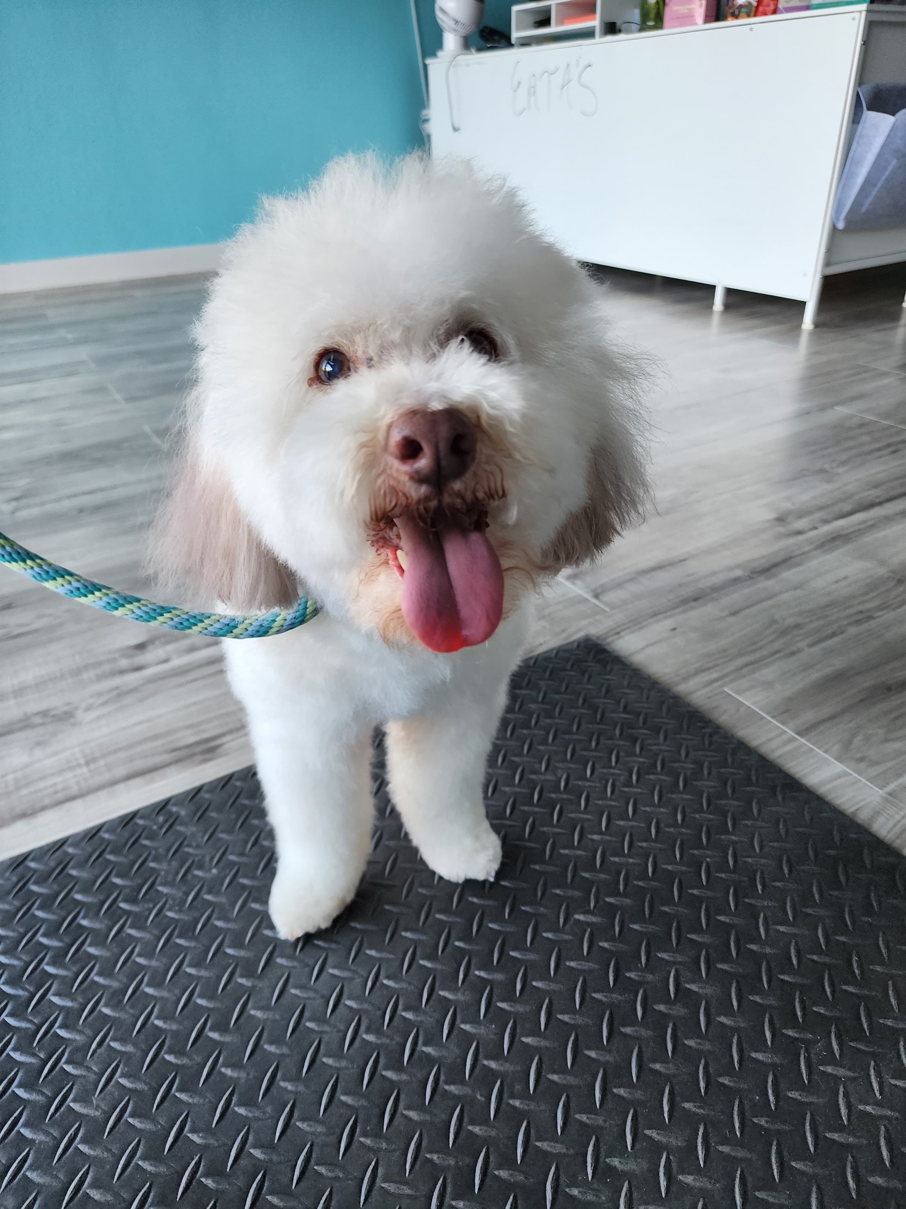 Erta's Pet Grooming - Pet groomer in San Antonio, TX