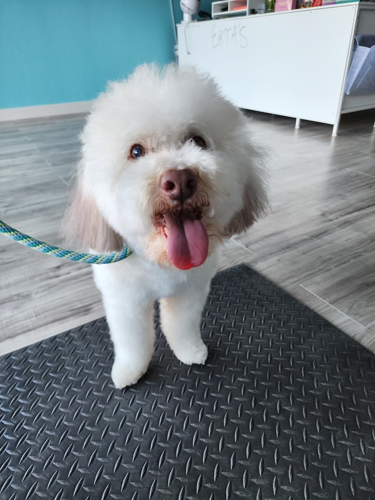 Erta's Pet Grooming - Pet groomer in San Antonio, TX