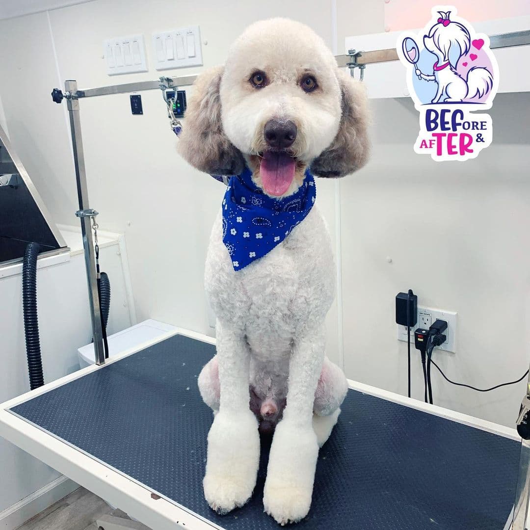 Befter Pet Grooming Mobile Service - Pet groomer in Fort Lauderdale, FL