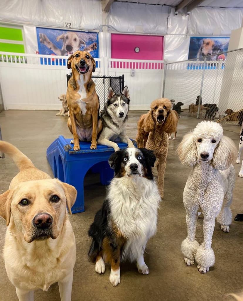 Big Easy Dog Daze & Cafe - Pet groomer in Pittsburgh, PA