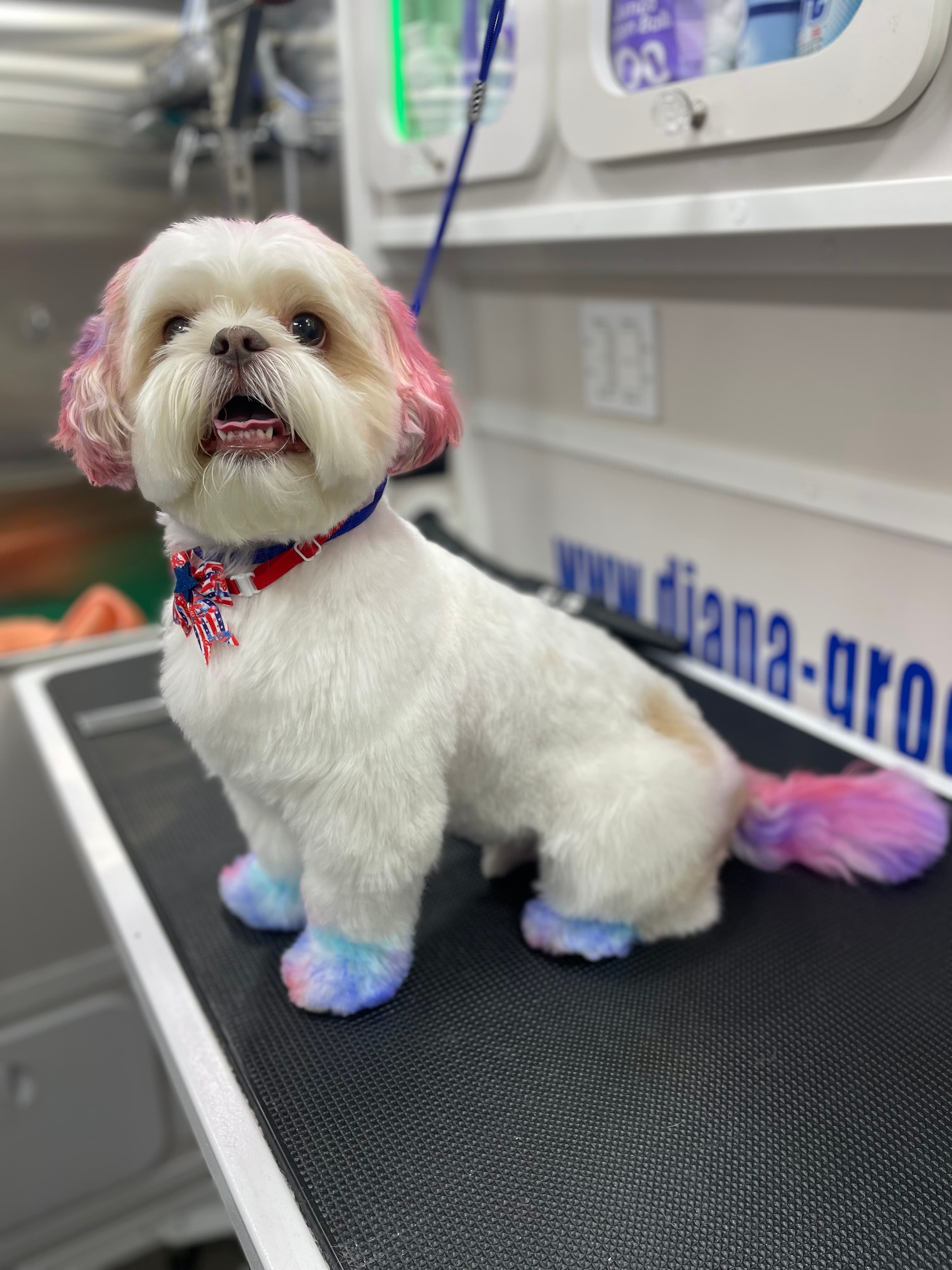 Mobile Dog Grooming DIANA - Pet groomer in Pittsburgh, PA