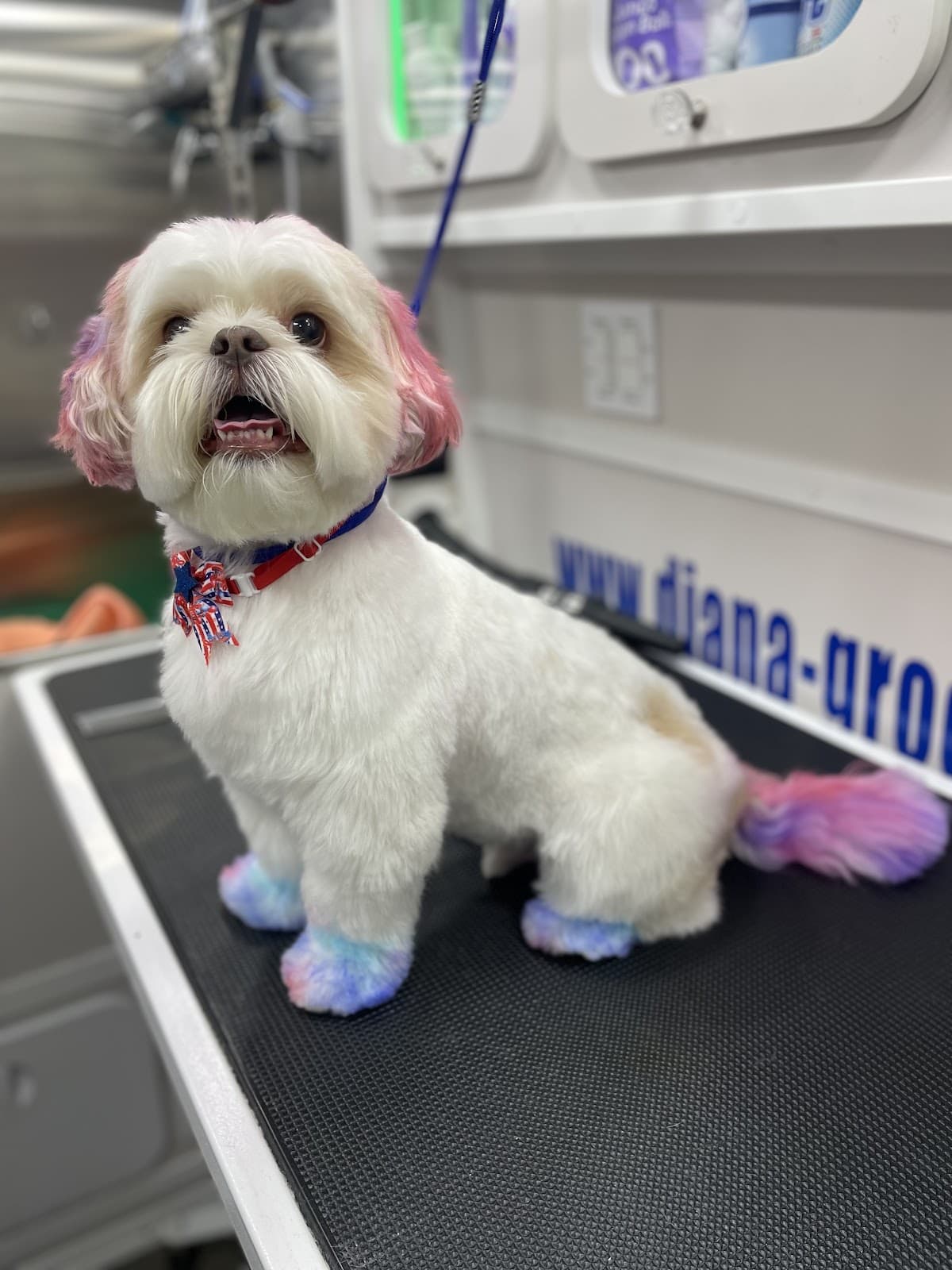Mobile Dog Grooming DIANA - Pet groomer in Pittsburgh, PA