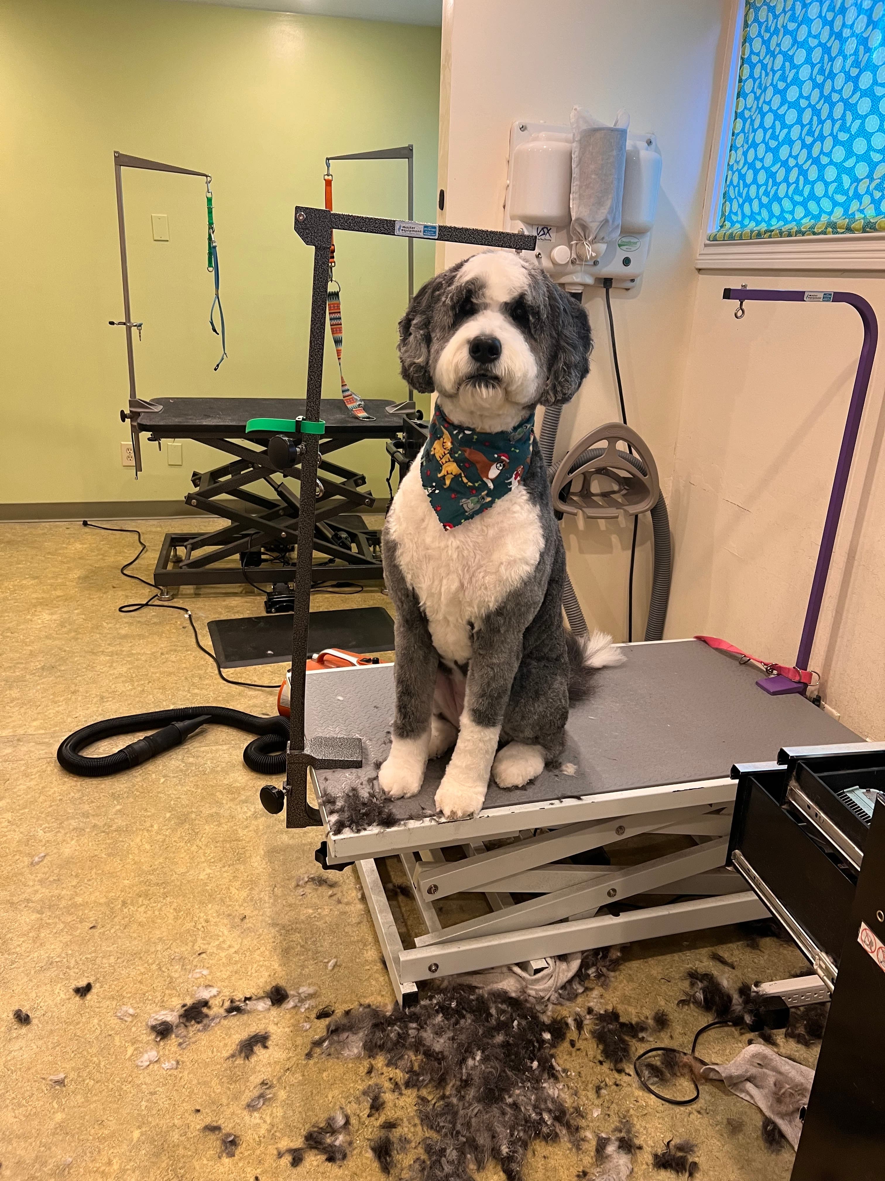 Petey's Pet Stop - Pet groomer in Cincinnati, OH