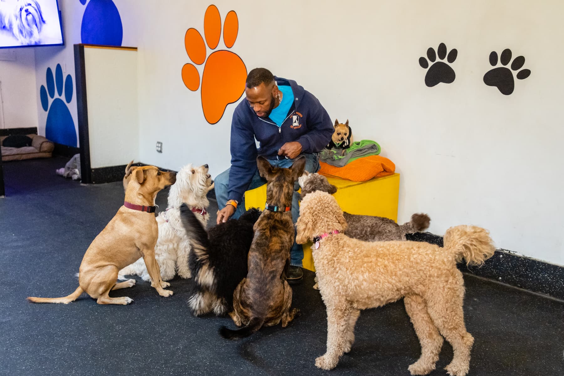 Jake N Friends - Small Dog Daycare & Off-Leash Adventures - Pet groomer in Seattle, WA