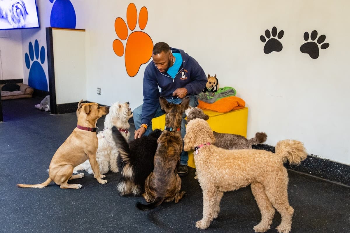 Jake N Friends - Small Dog Daycare & Off-Leash Adventures - Pet groomer in Seattle, WA