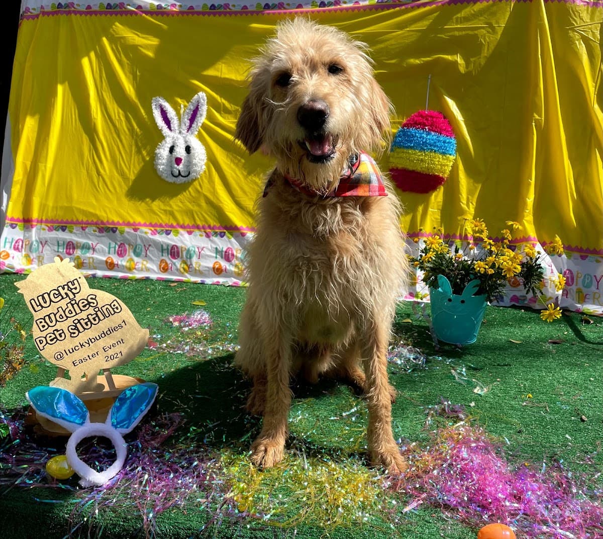 Lucky Buddies Pet Sitting - Pet groomer in San Jose, CA