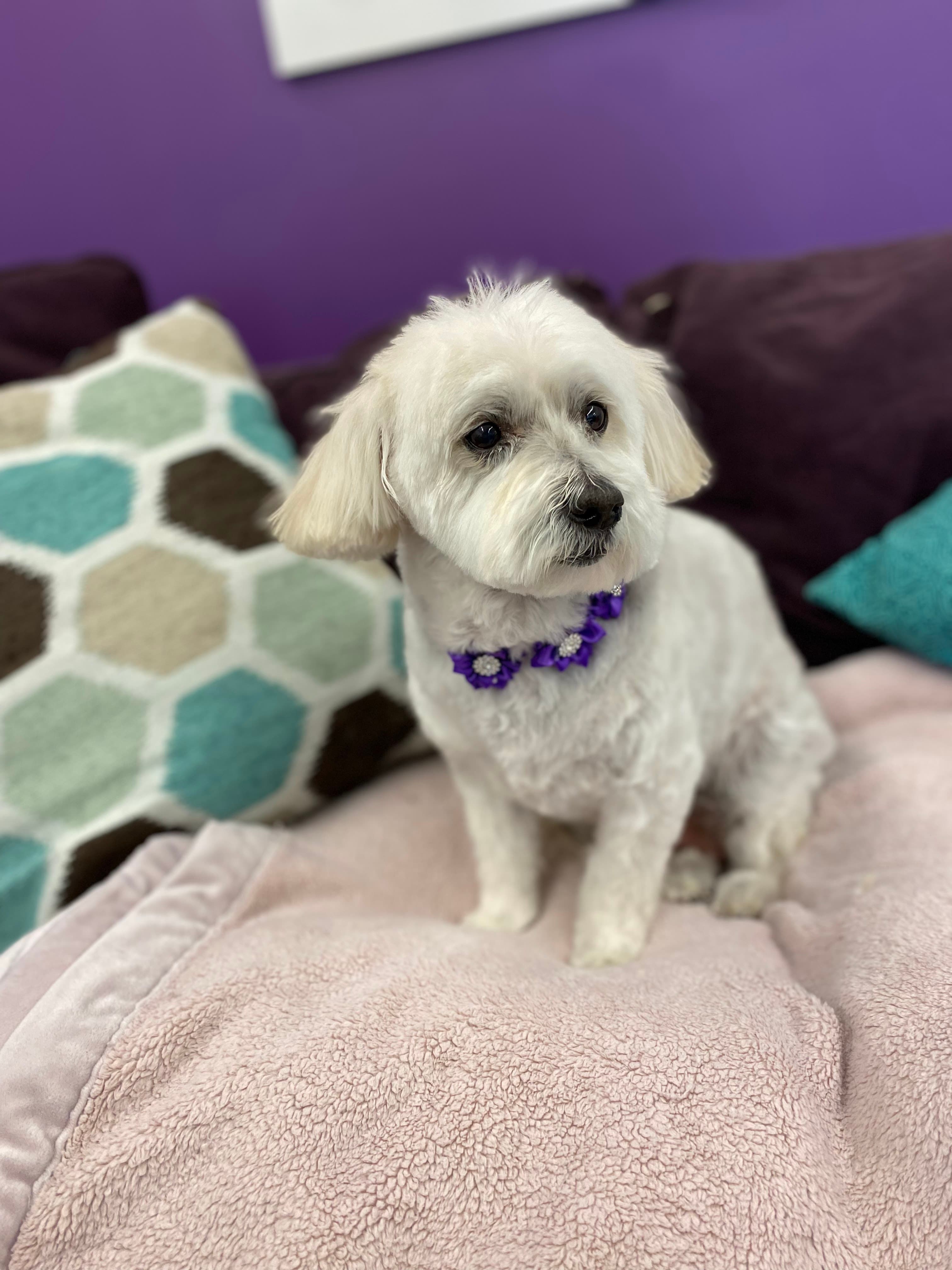 Posh City Pet Spa - Pet groomer in St. Louis, MO