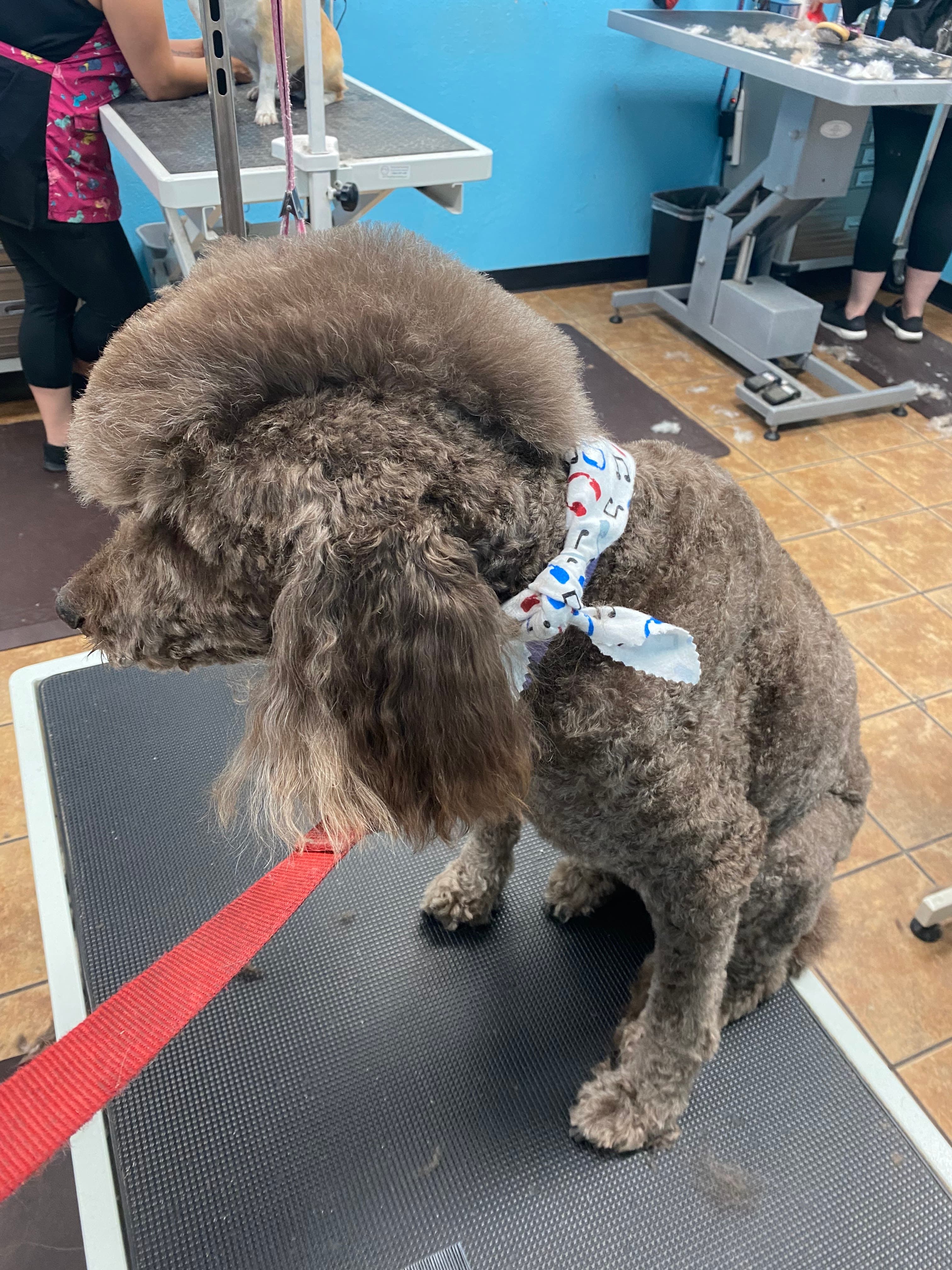 Betty's Dog Wash & Grooming - Pet groomer in Phoenix, AZ