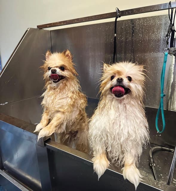 Happy Dog Baltimore & Spa - Pet groomer in Baltimore, MD