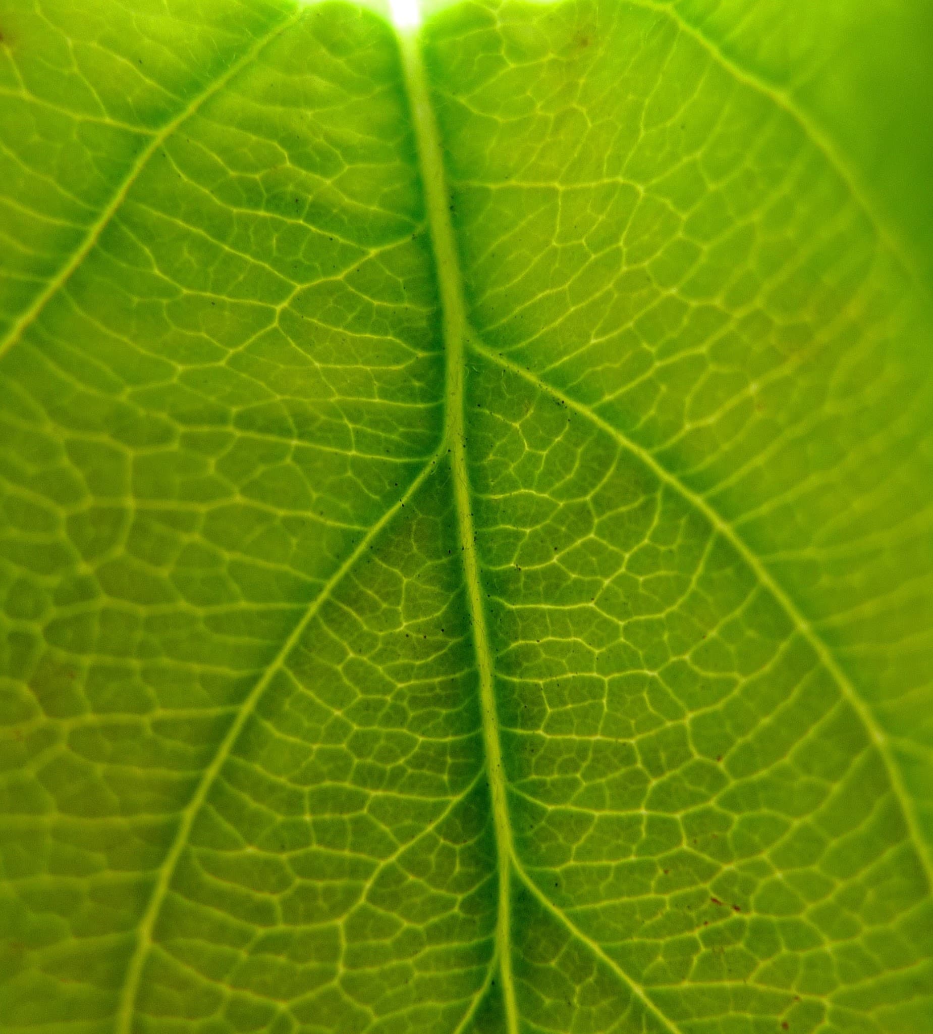 Dr. Andru Ziwasimon Zeller, MD - Doctor in Albuquerque, NM