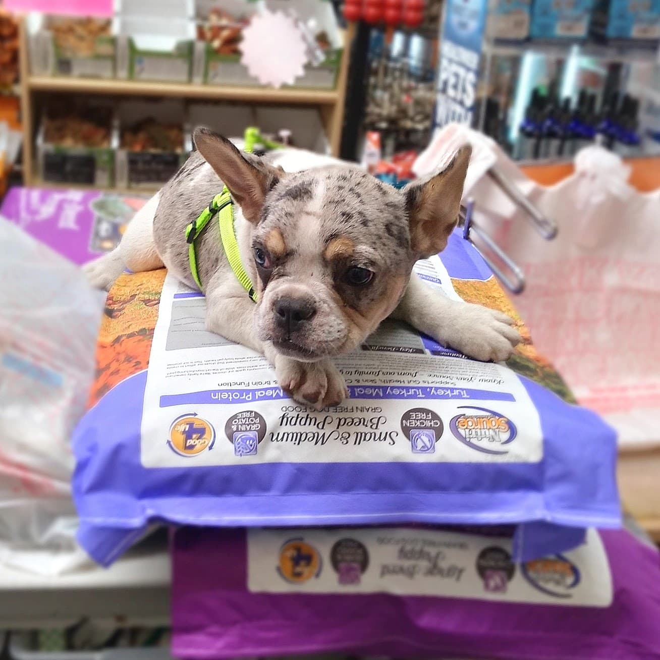 Pet Wize - Pet groomer in Tampa, FL