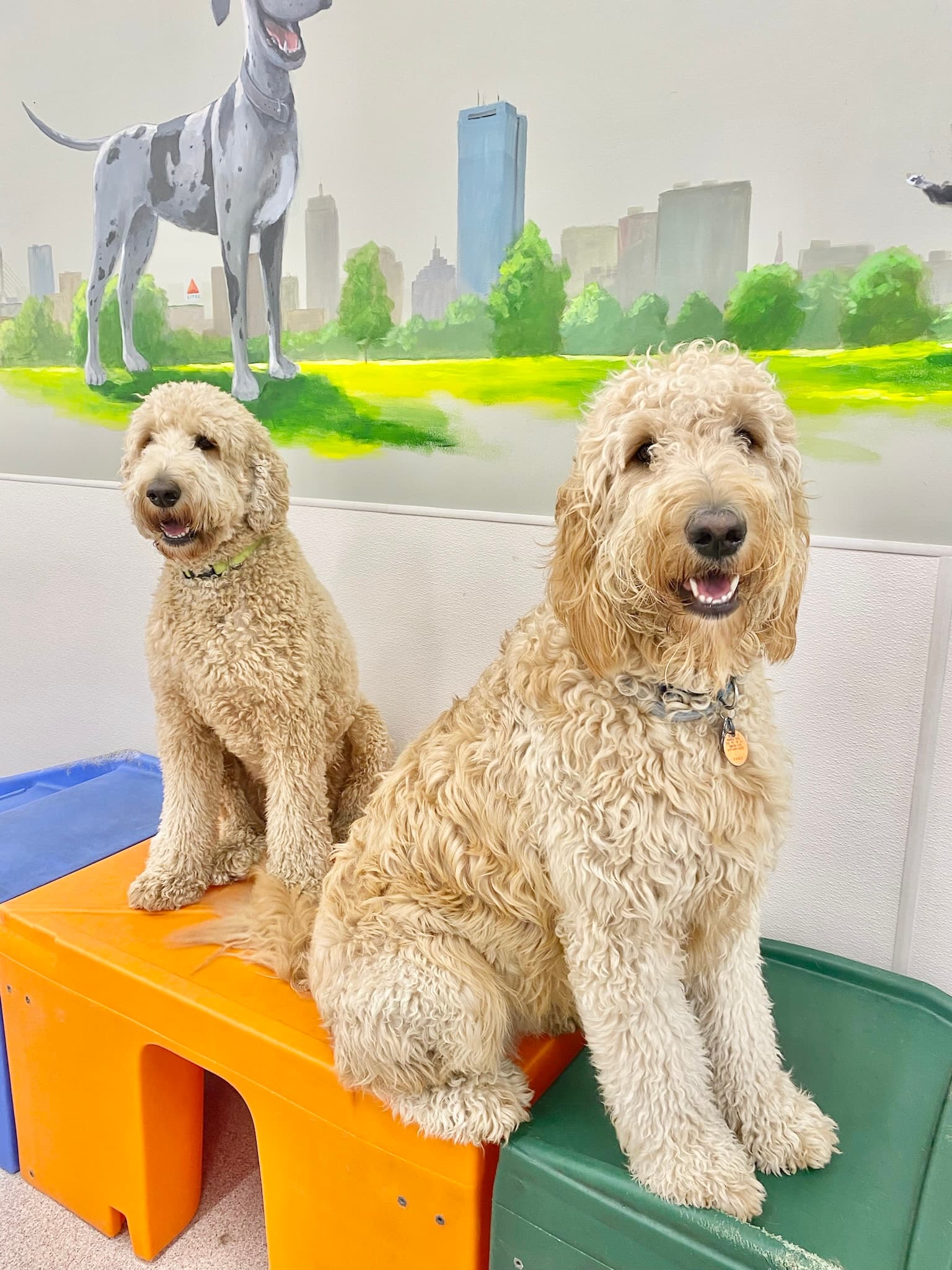 Red Dog Pet Resort & Spa at North Station - Pet groomer in Boston, MA