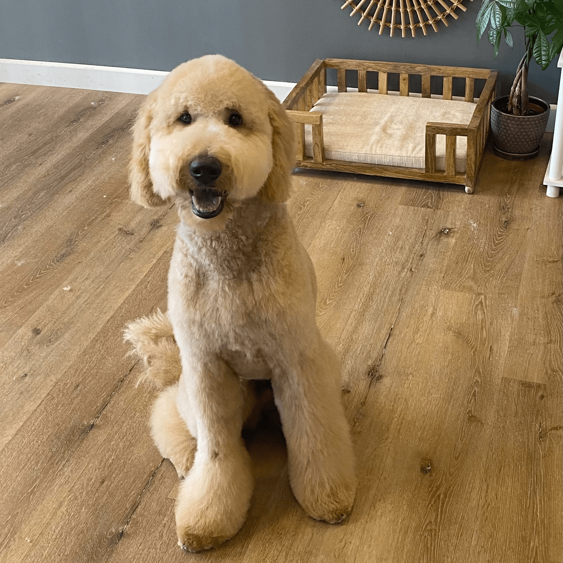 Pet Purrspective - Pet groomer in Los Angeles, CA