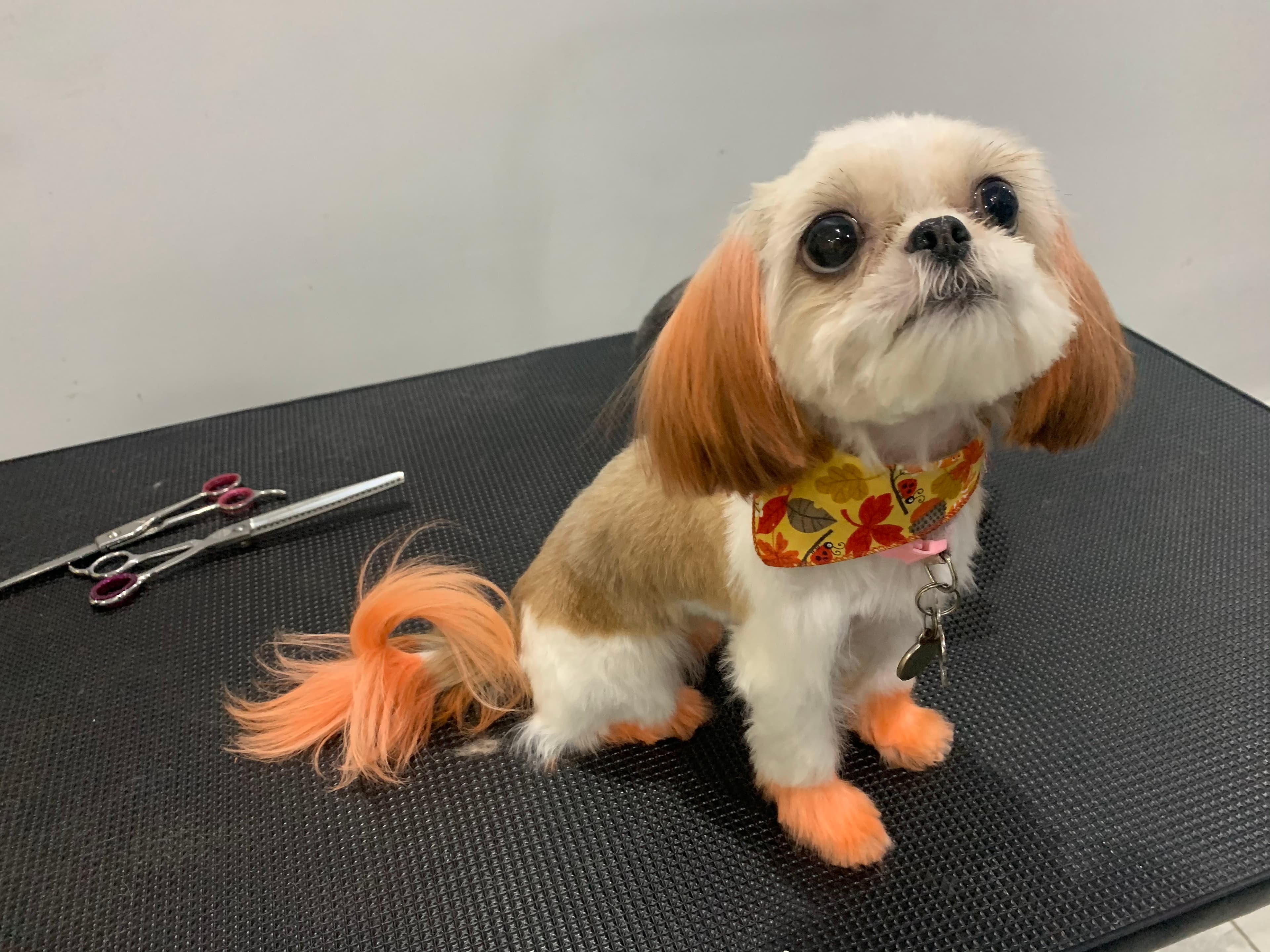 Lavish life pet spa - Pet groomer in Cambria Heights, NY