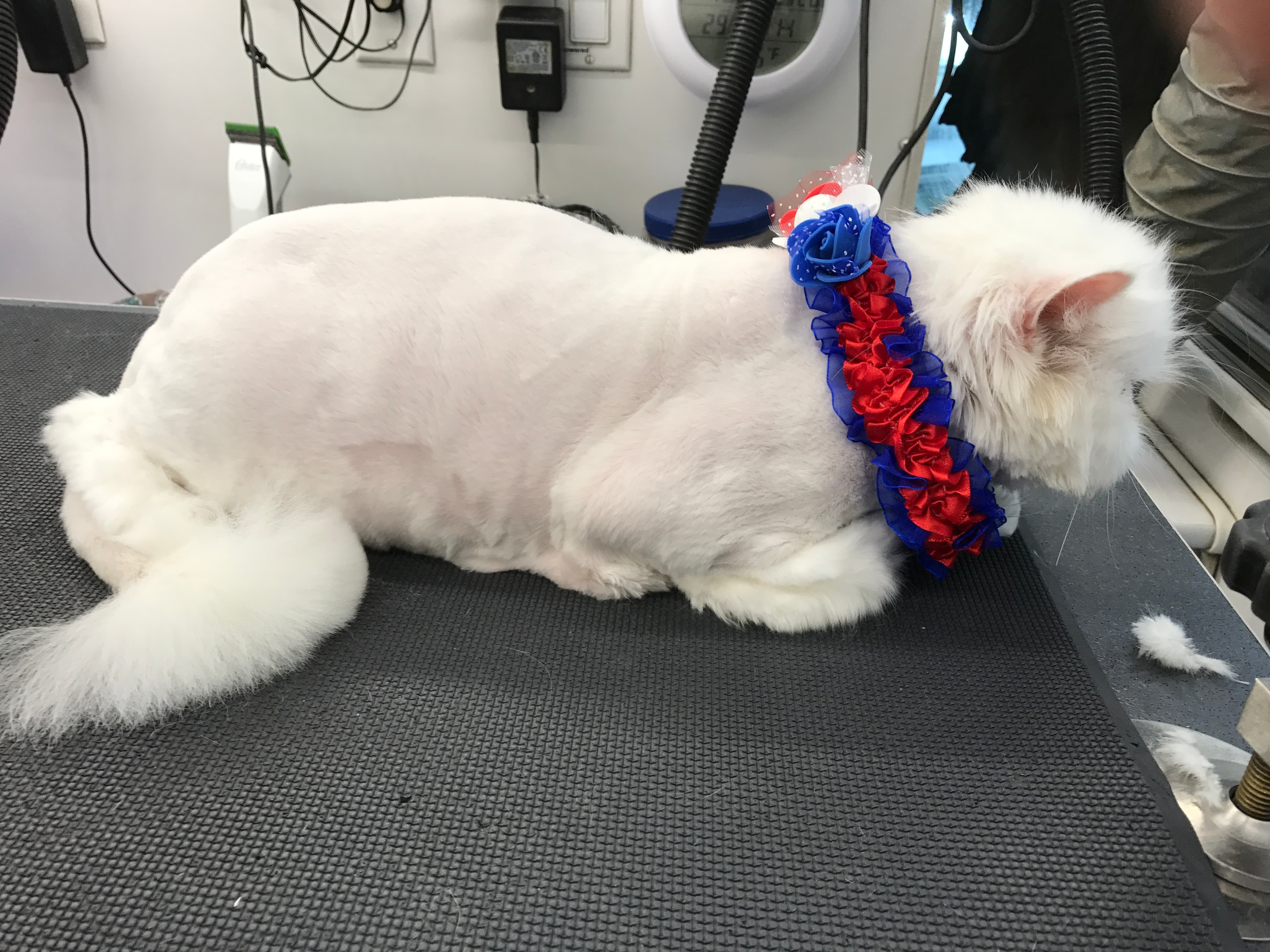A+ Luxury Dog & Cat Grooming - Pet groomer in San Jose, CA