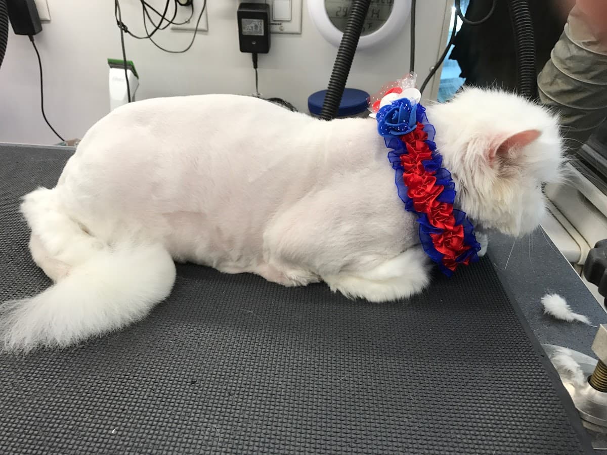 A+ Luxury Dog & Cat Grooming - Pet groomer in San Jose, CA