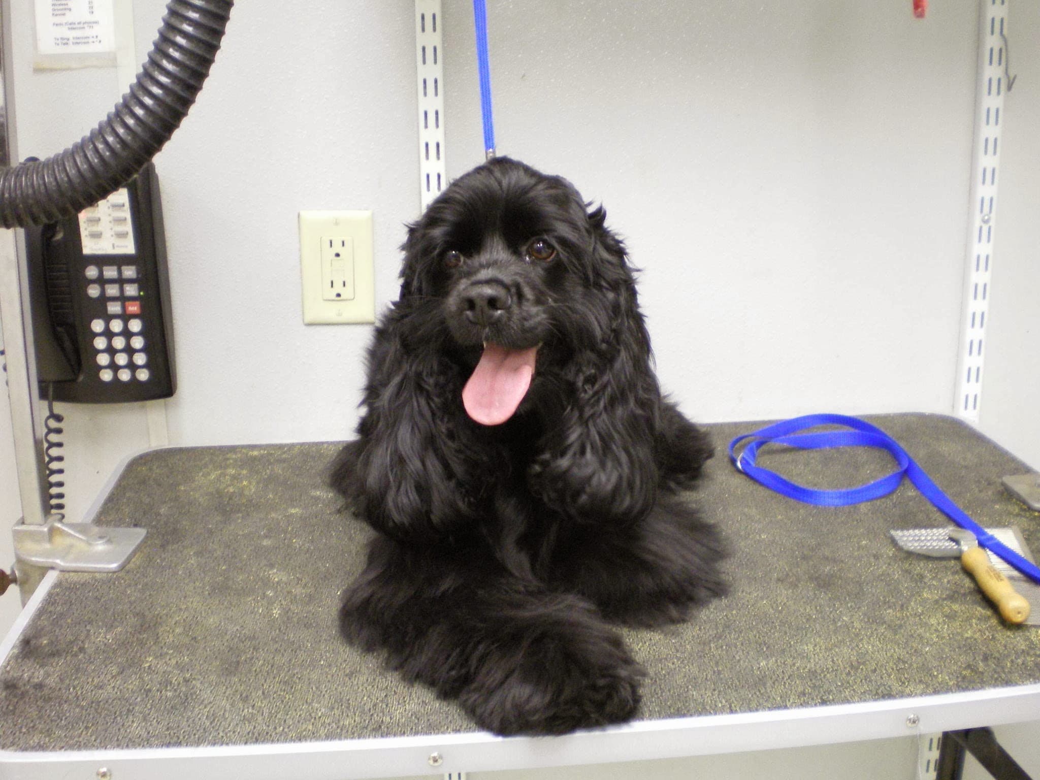 Grafton Animal Hospital - Pet groomer in Yorktown, VA