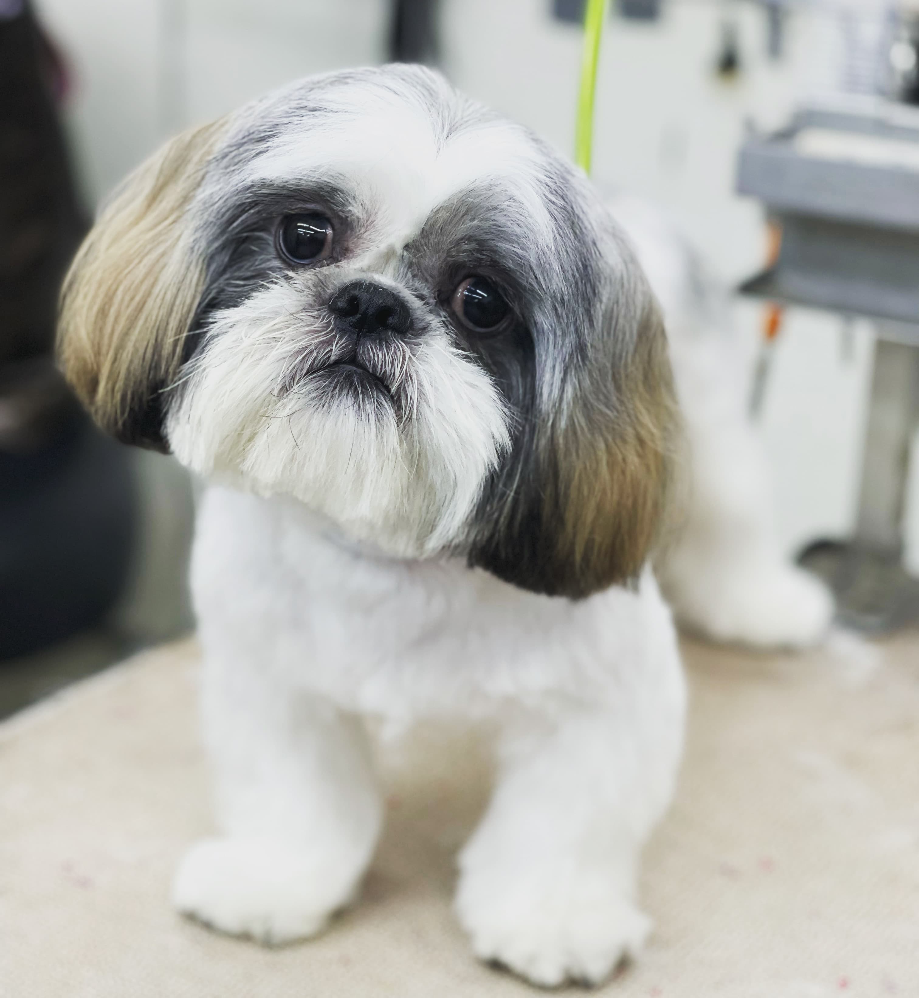 Michelle's Pet Salon - Pet groomer in San Antonio, TX