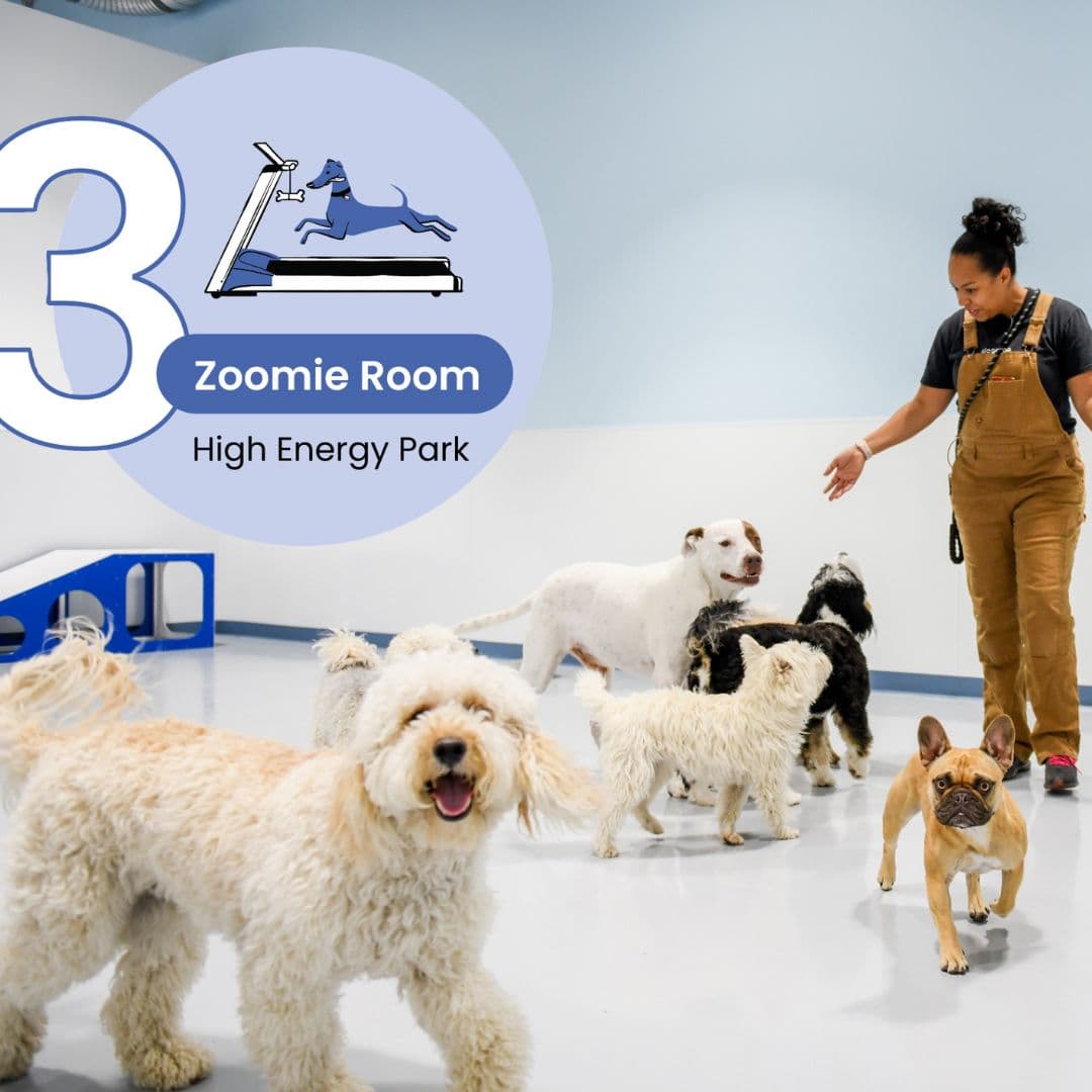 Dogdrop Dog Daycare Denver - Pet groomer in Denver, CO