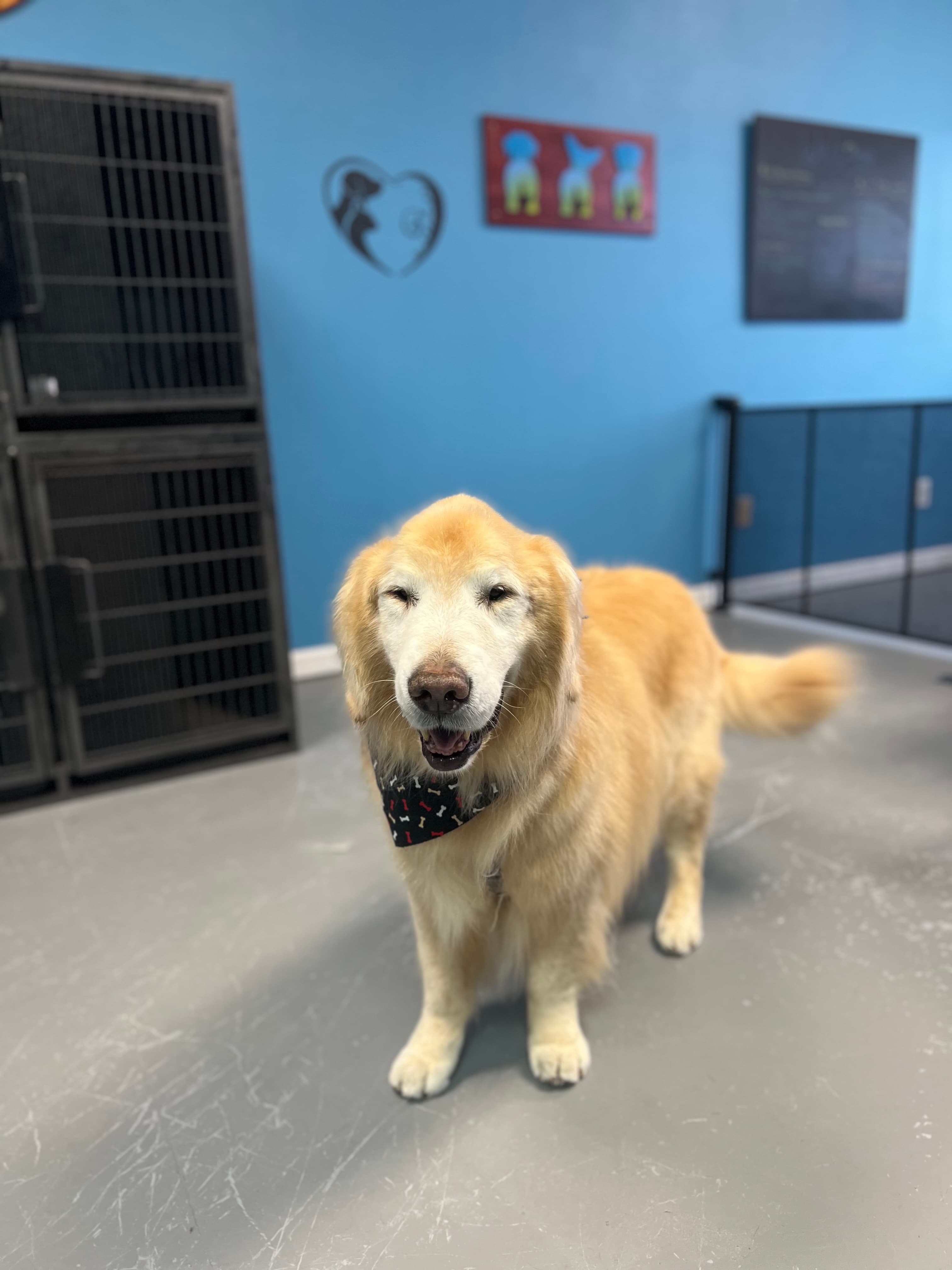 The Ruff Fluffery - Pet groomer in Sacramento, CA