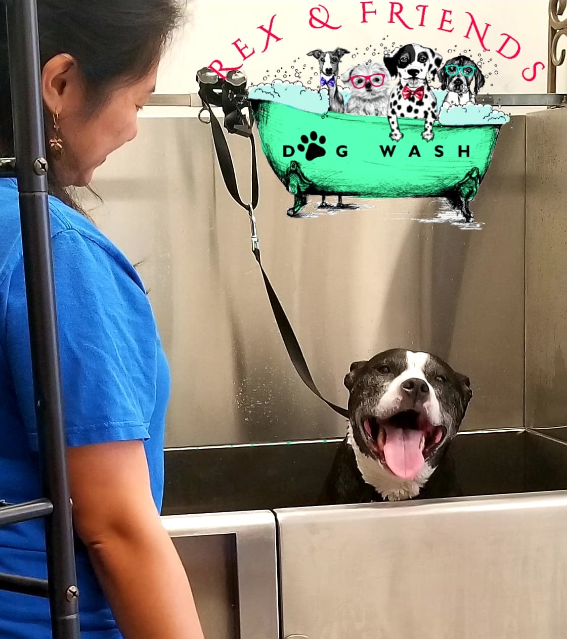 Puppy Palace Spa - Pet groomer in Newport News, VA