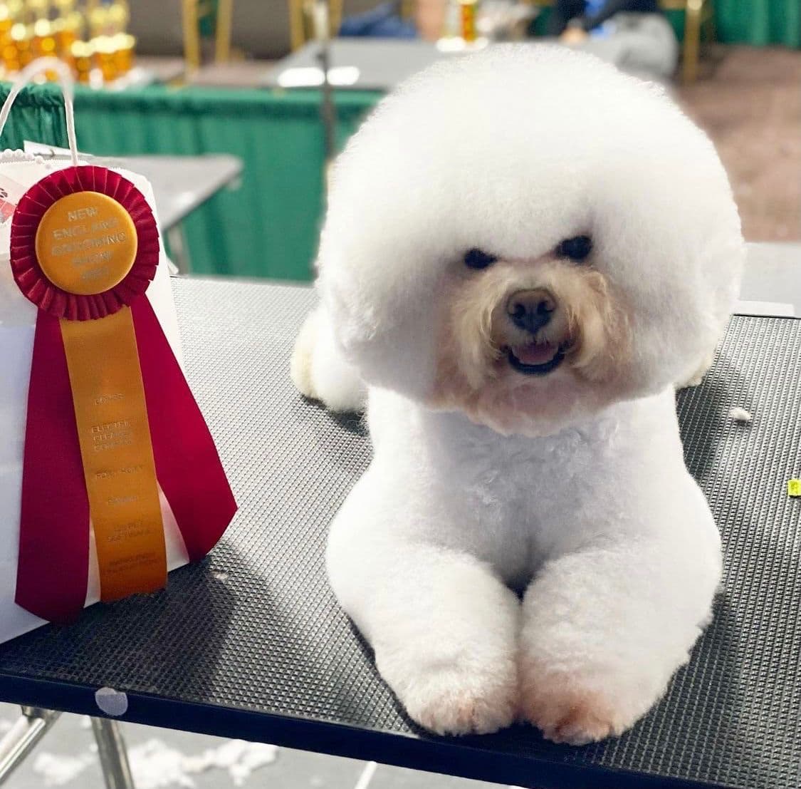 Puppy Tale Lodge - Pet groomer in New York, NY