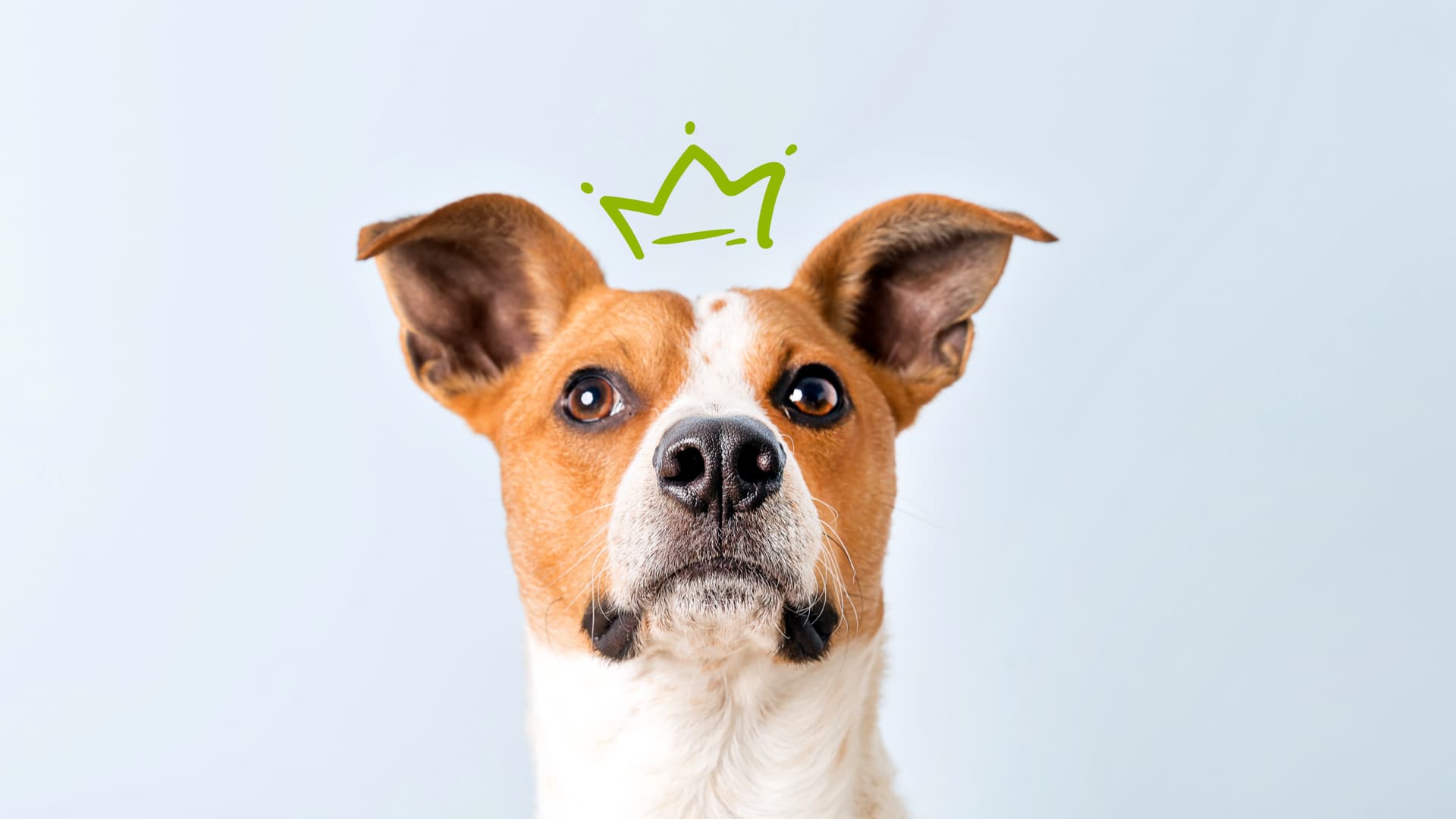Funny Pets Nyc - Pet groomer in New York, NY