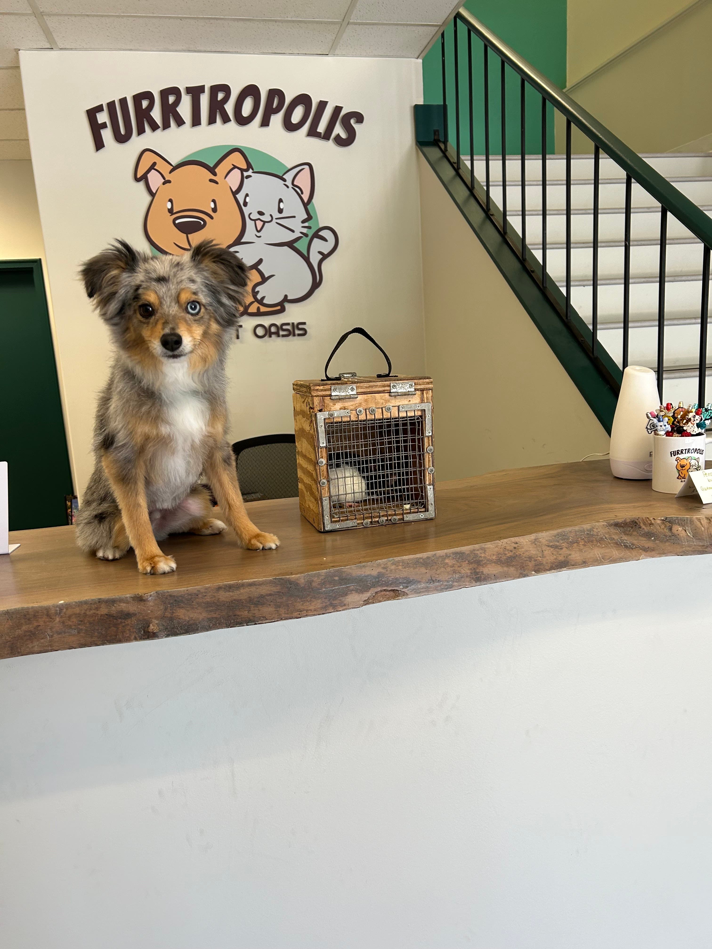 Furrtropolis - Pet groomer in San Jose, CA