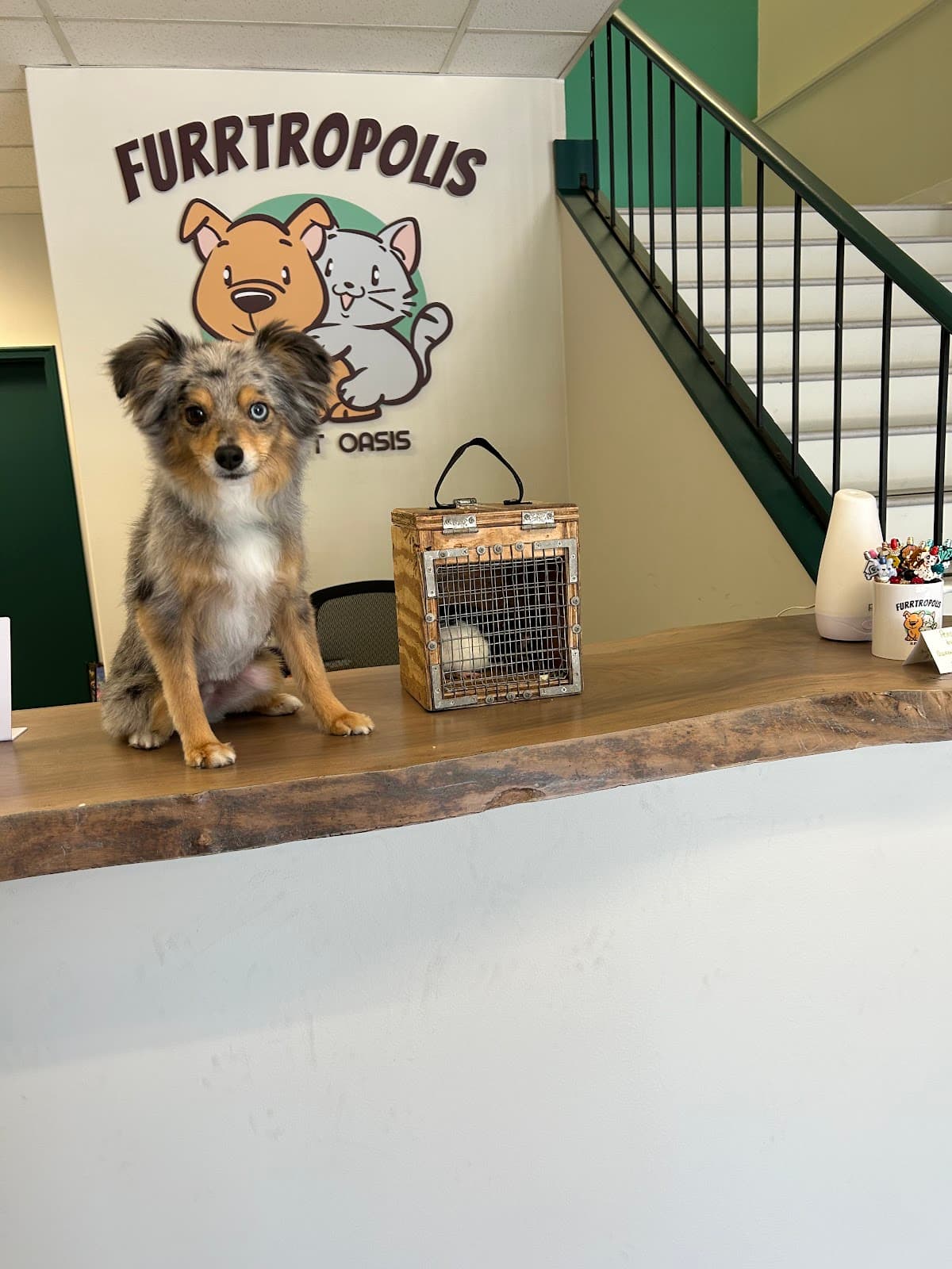 Furrtropolis - Pet groomer in San Jose, CA