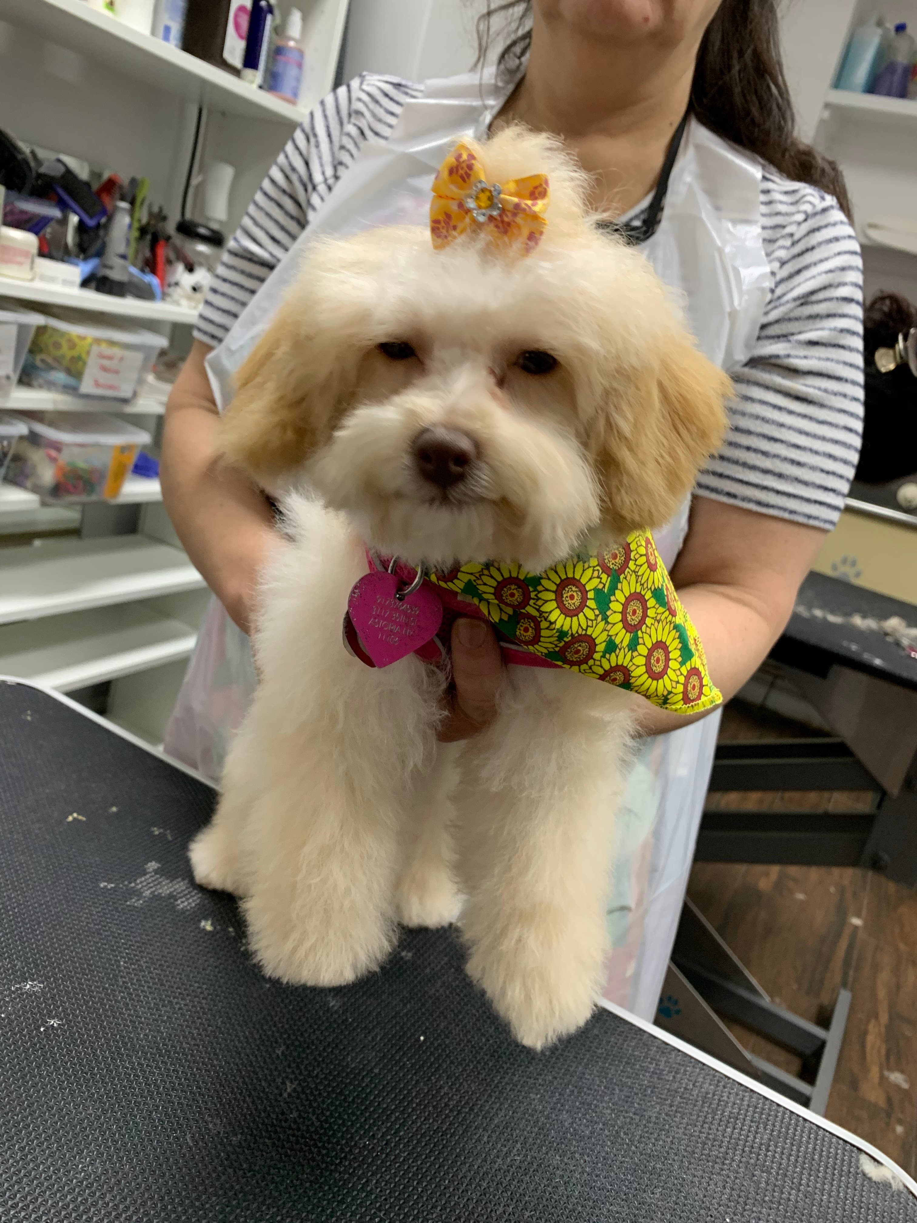Dog Planet Grooming & Daycare Astoria/NY - Pet groomer in Astoria, NY