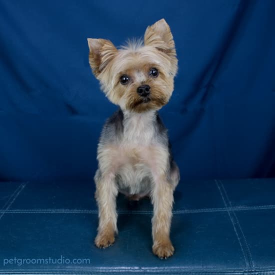 Pet Groom Studio - Pet groomer in Chagrin Falls, OH