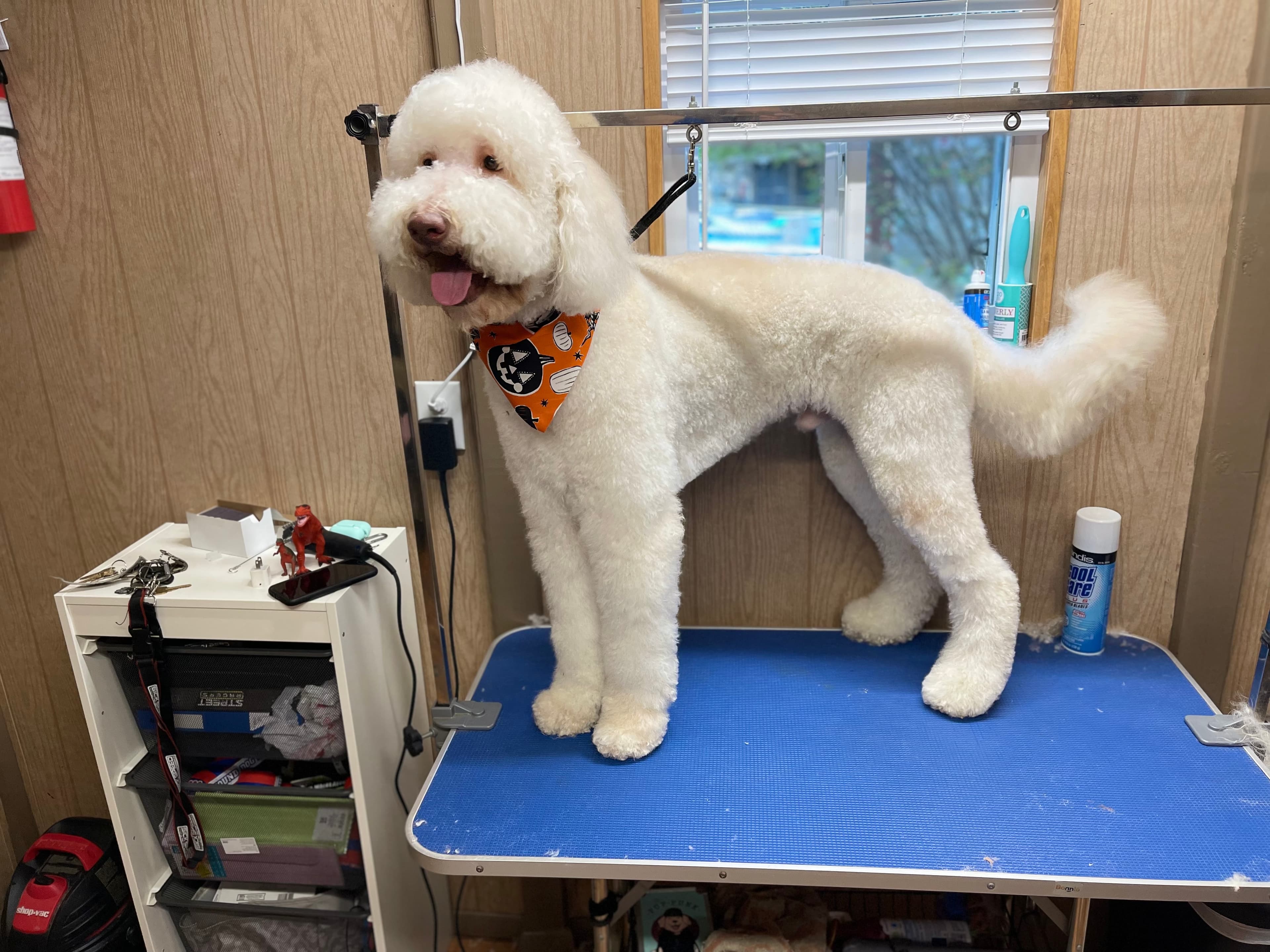 Punky Pups Grooming and Such - Pet groomer in San Antonio, TX