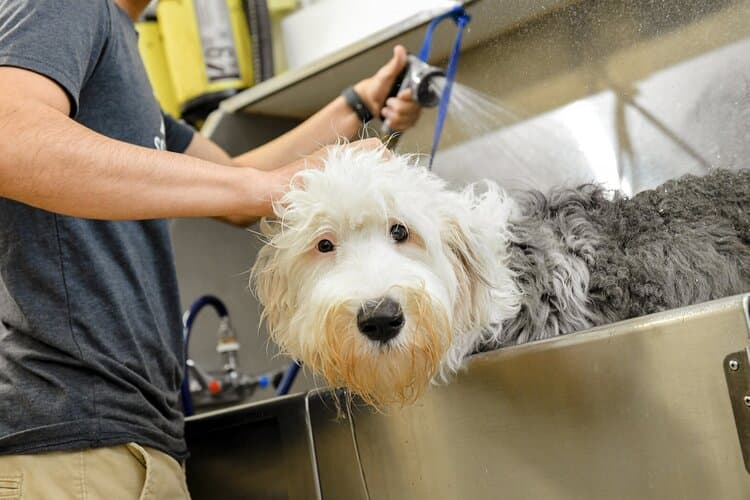 Scenthound Chastain Square - Pet groomer in Atlanta, GA