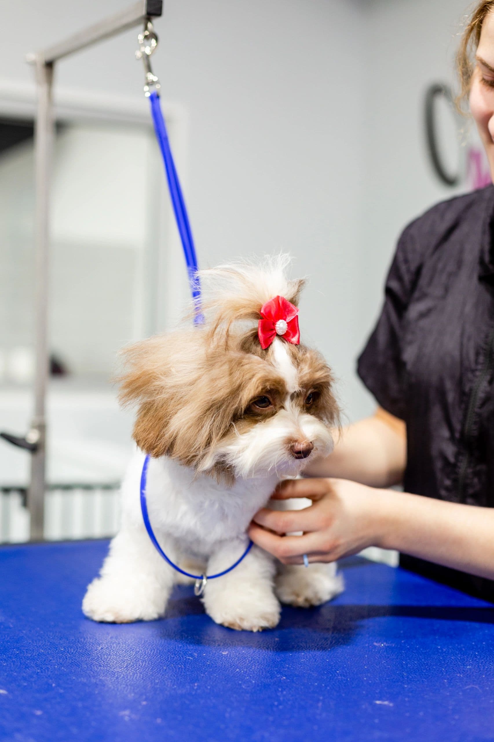 Tampa Paws Pet Salon - Pet groomer in Tampa, FL