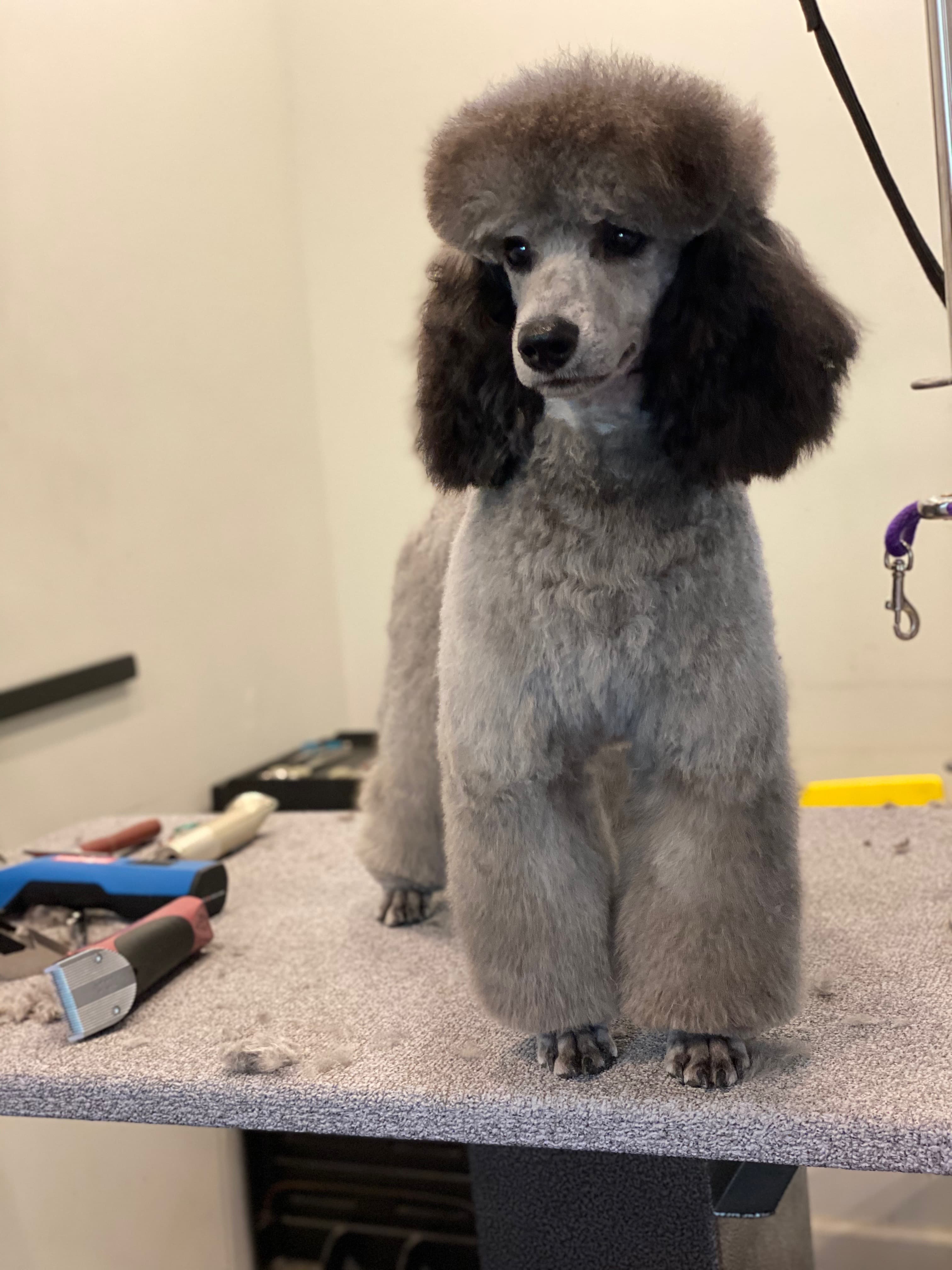 Lucky Paws Pet Grooming (Under New Ownership) - Pet groomer in New York, NY