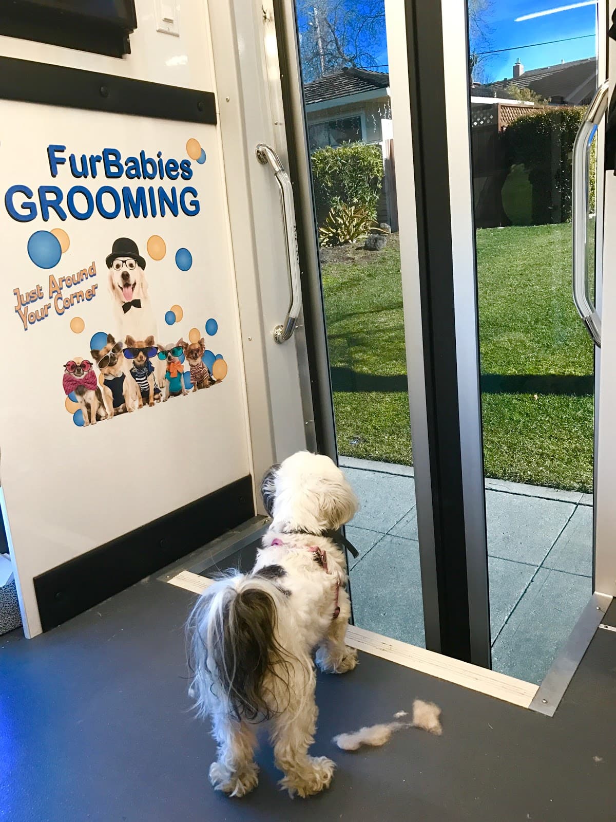 FurBabies Mobile Grooming - Pet groomer in San Jose, CA