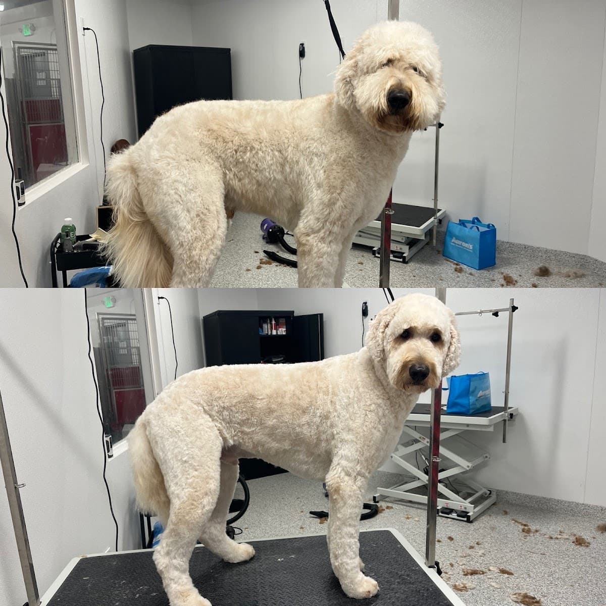 The Dog Stop - Bothell - Pet groomer in Bothell, WA