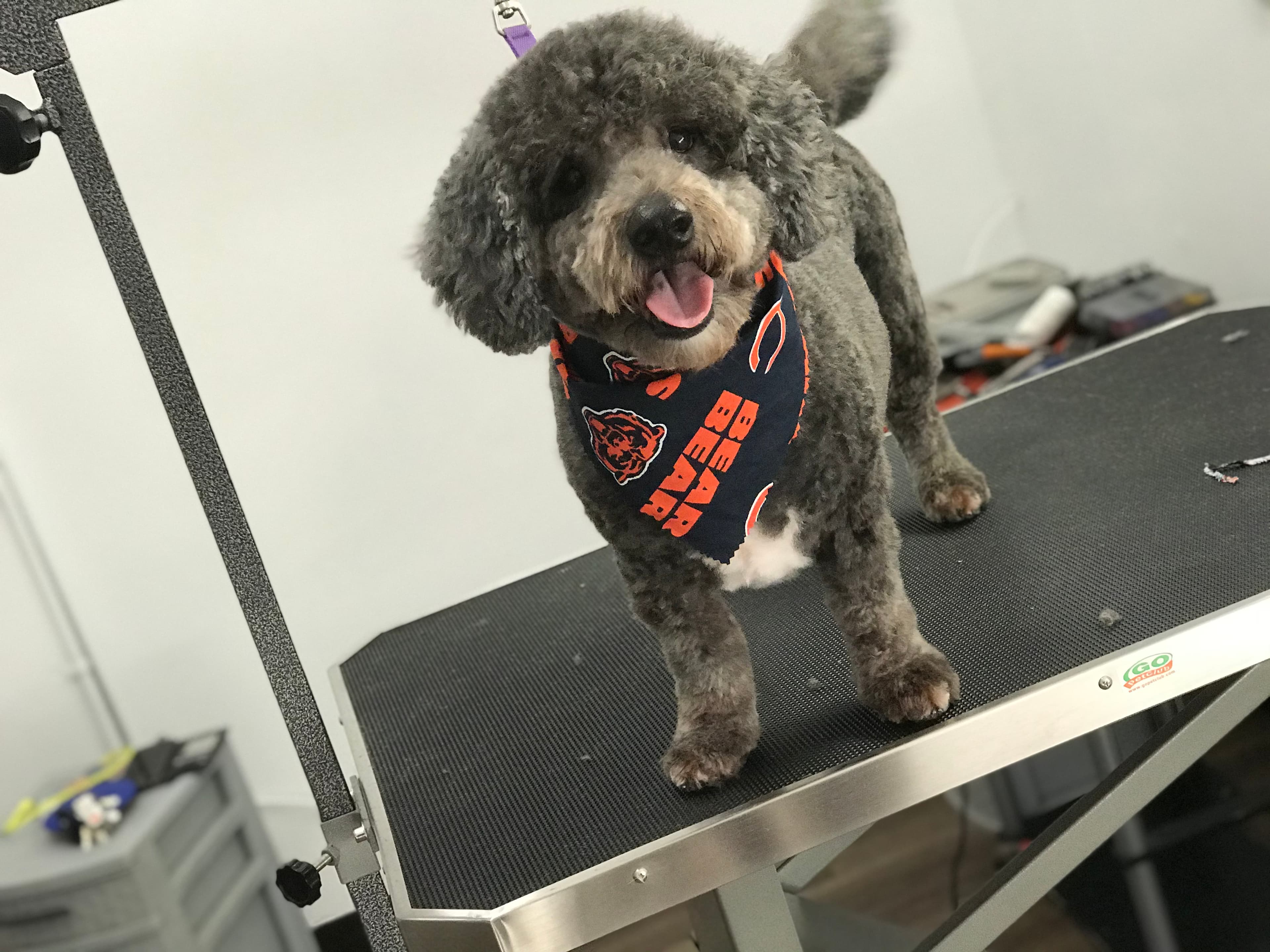 Woof Cutz Grooming - Pet groomer in Chicago, IL