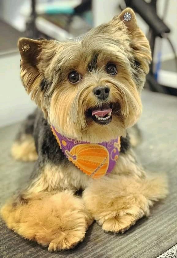 Affordable pet grooming - Pet groomer in Sacramento, CA