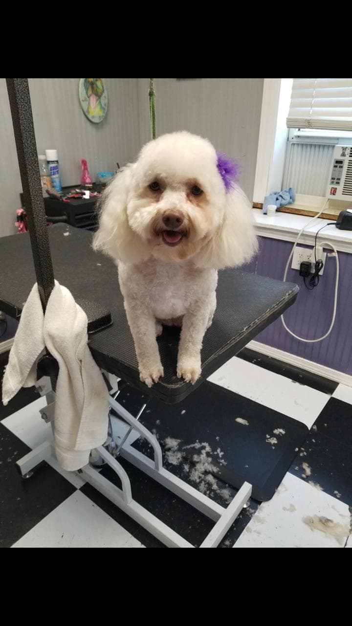 St. Louis Muttropolitan - Pet groomer in St. Louis, MO