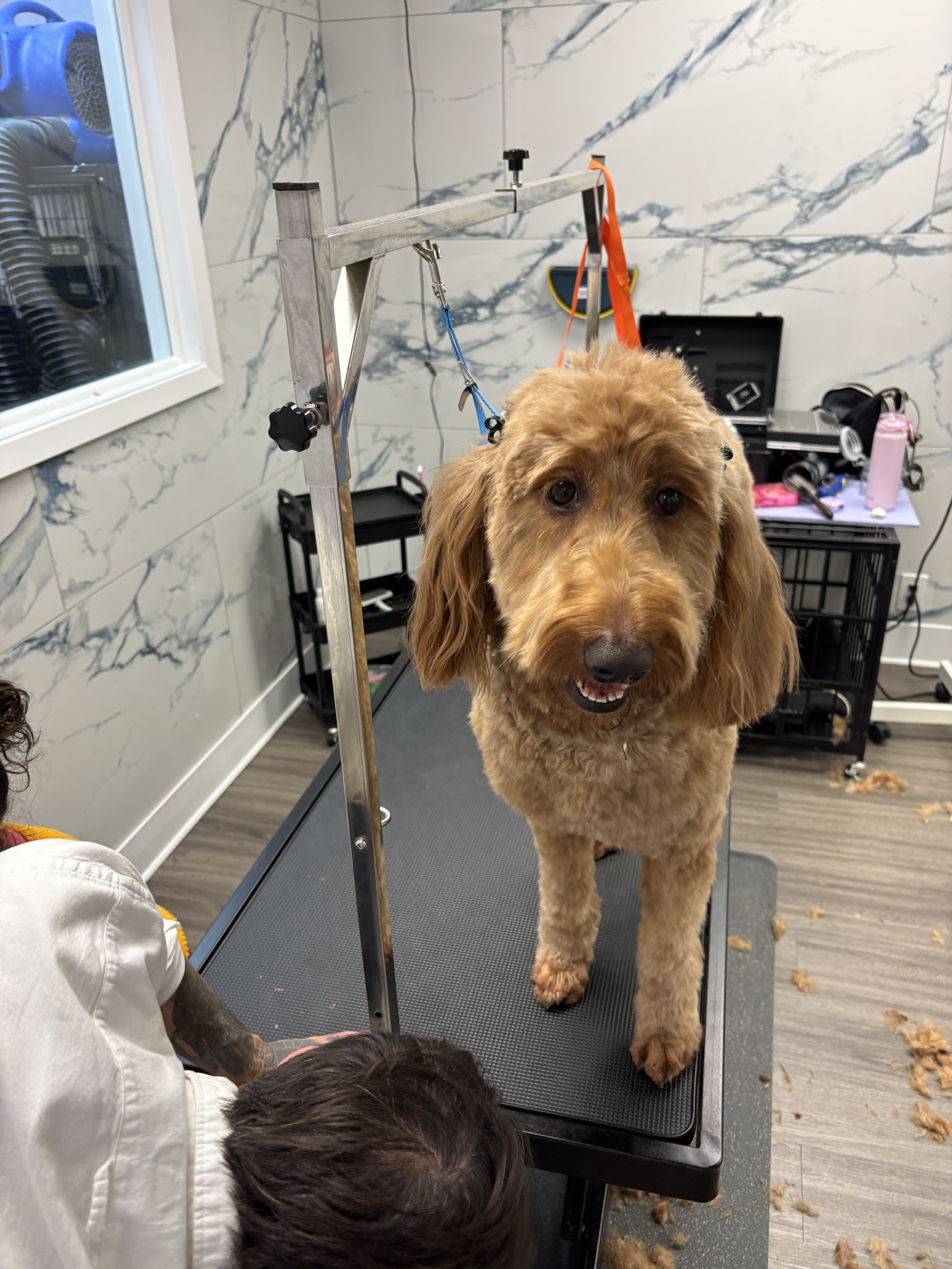 Barking Beauties - Pet groomer in Austin, TX