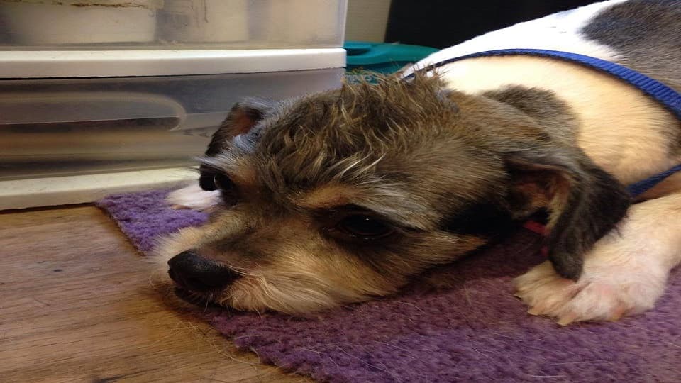 Doggie Styles Grooming and Pet Sitting - Pet groomer in Gainesville, FL