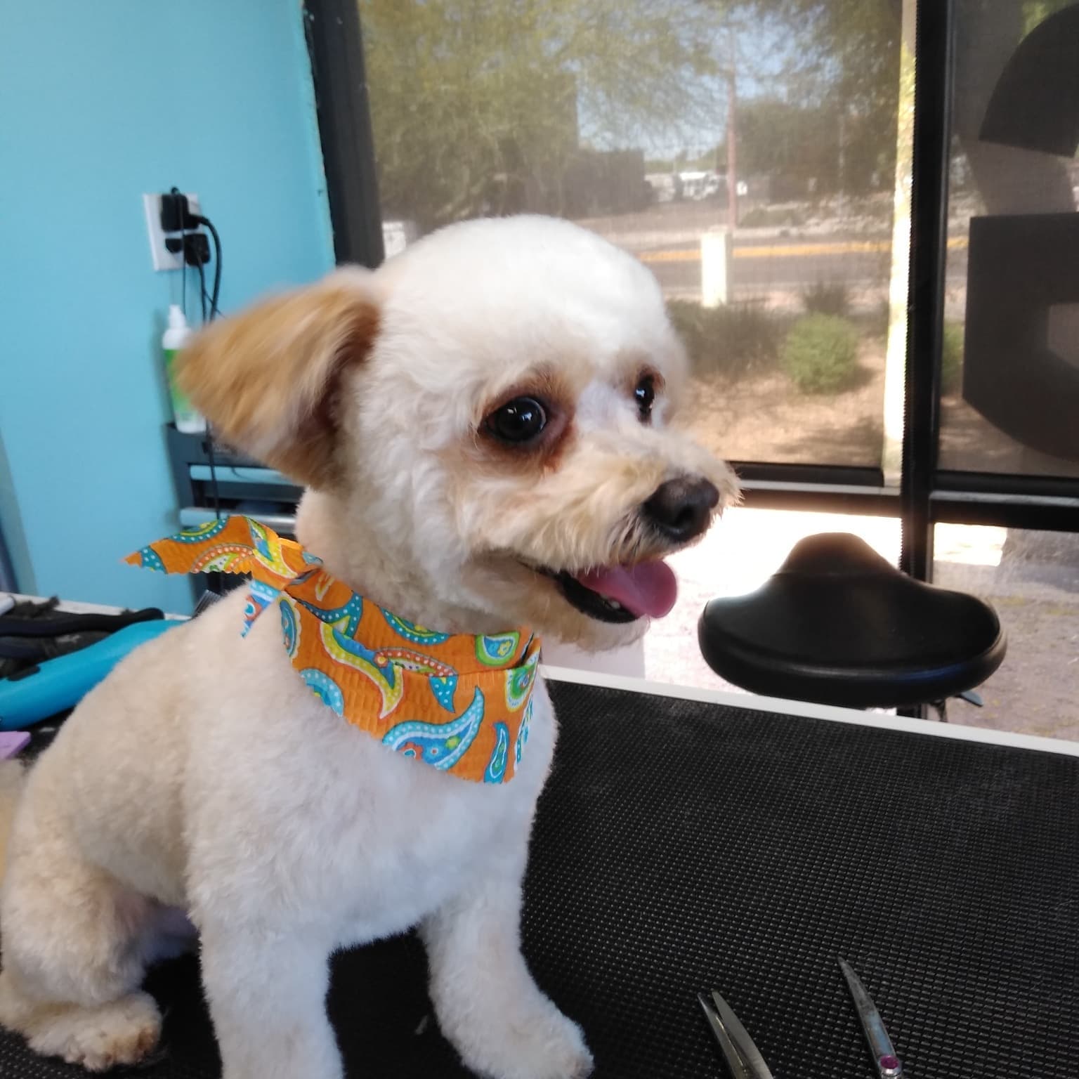 Gentle Groomer - Pet groomer in Phoenix, AZ