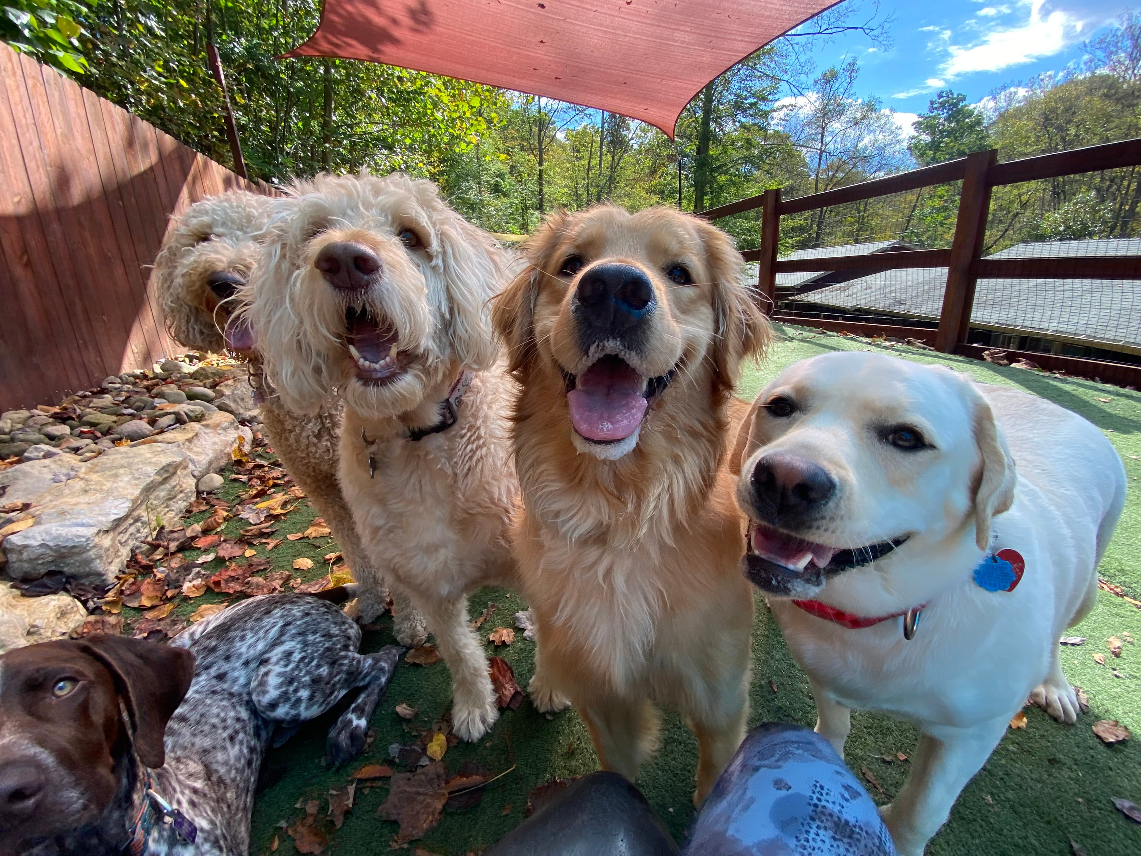 Canine Cabins Luxury Dog Retreat - Pet groomer in Pittsburgh, PA
