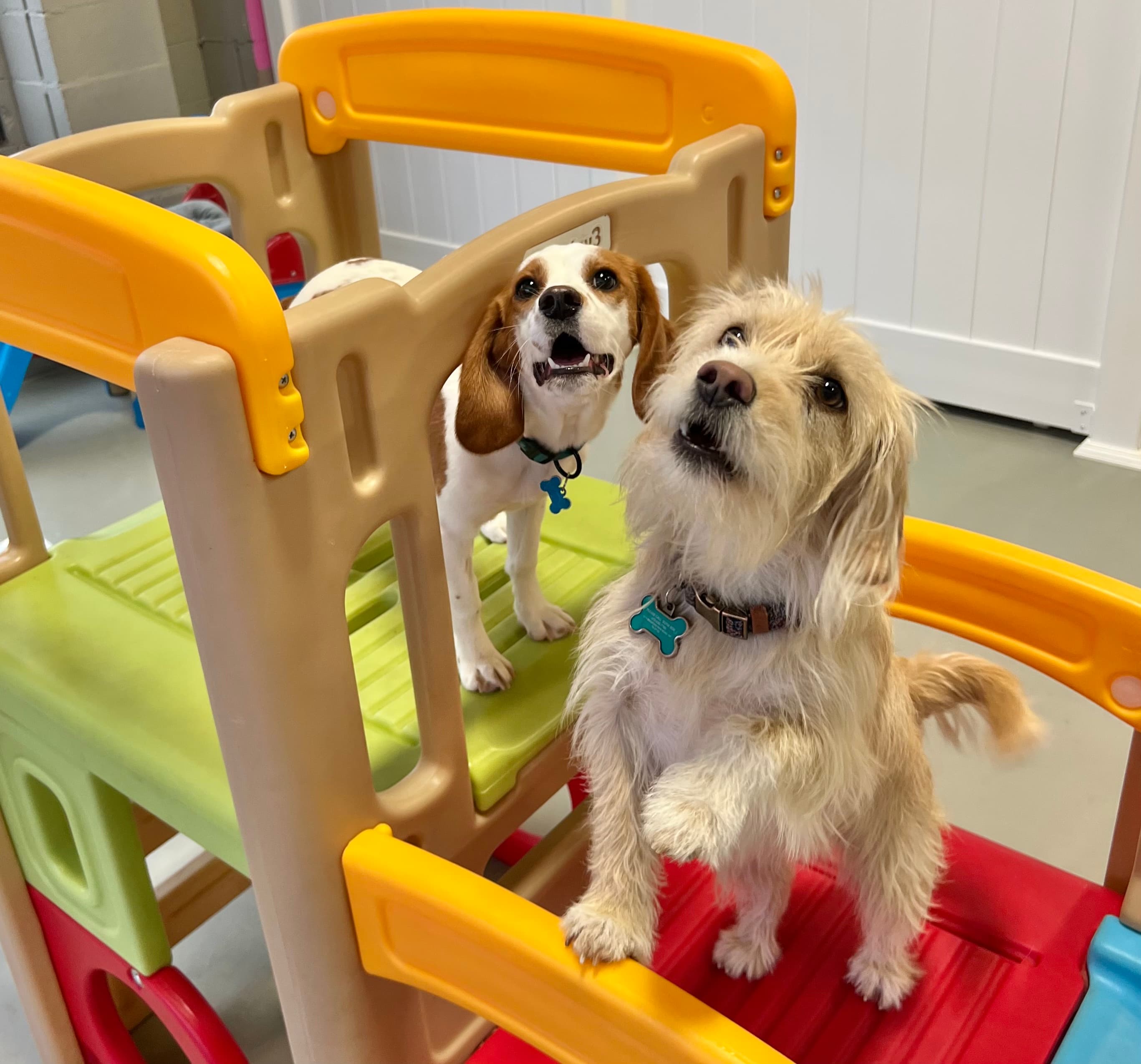 Kodas Playhouse - Pet groomer in Murfreesboro, TN