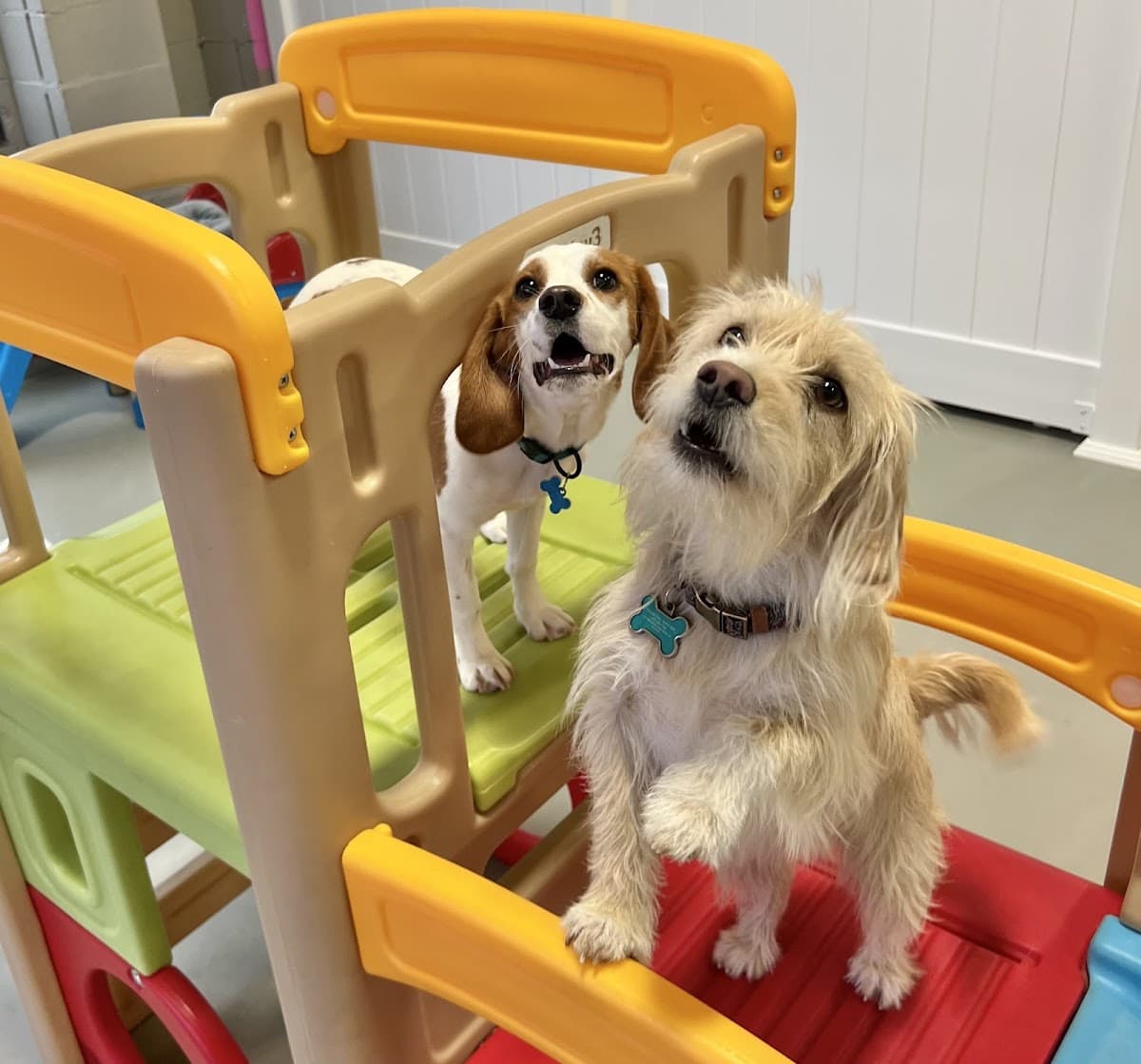 Kodas Playhouse - Pet groomer in Murfreesboro, TN